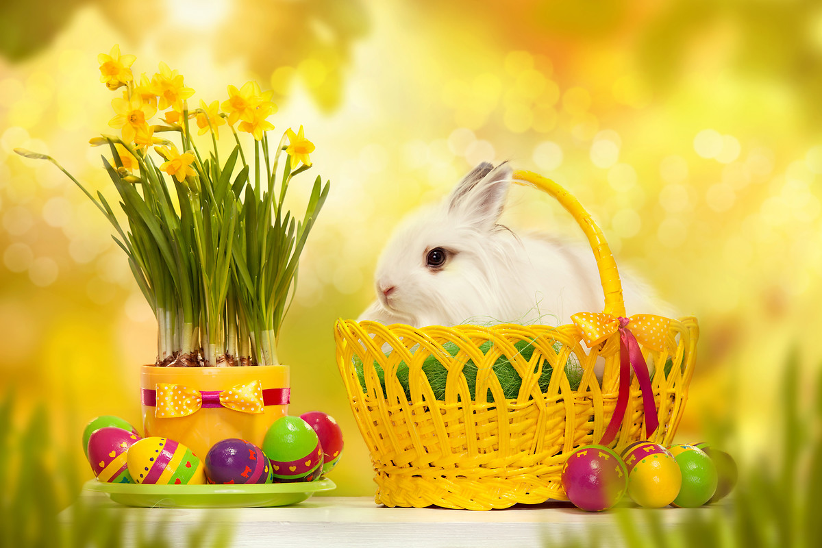  Free Easter Bunny HD Wallpapers to your mobile phone or tablet