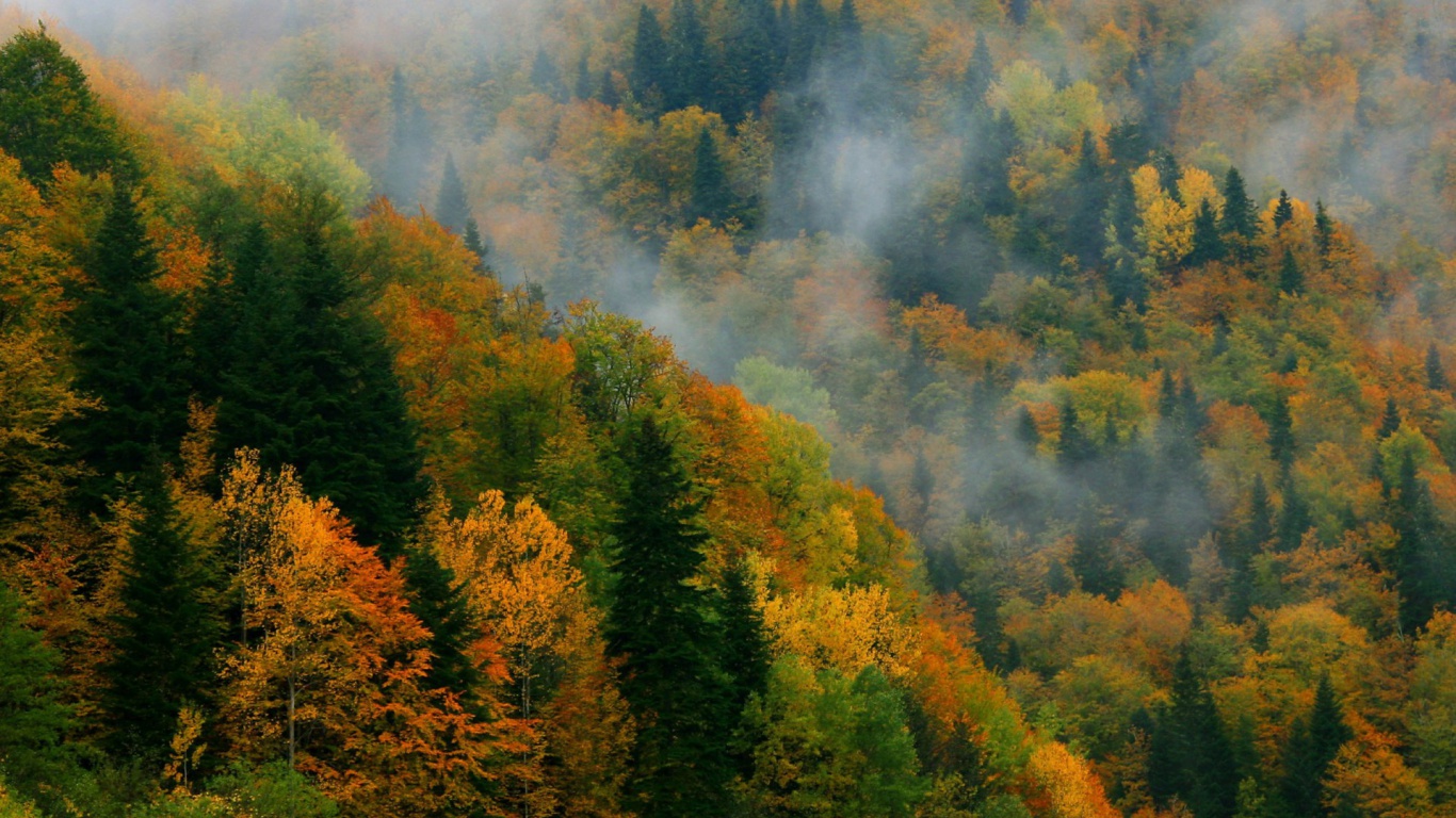 Autumn Forest Azerbaijan Asia Desktop Pc And Mac Wallpaper