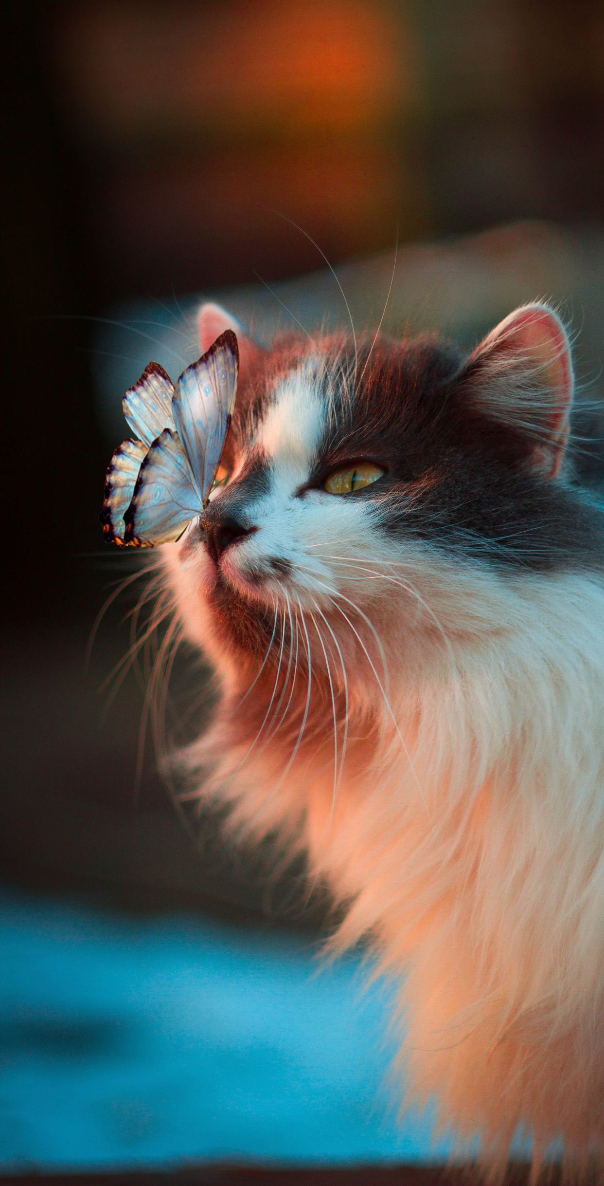 Cute Cat Wallpaper HD For Mobile Phone