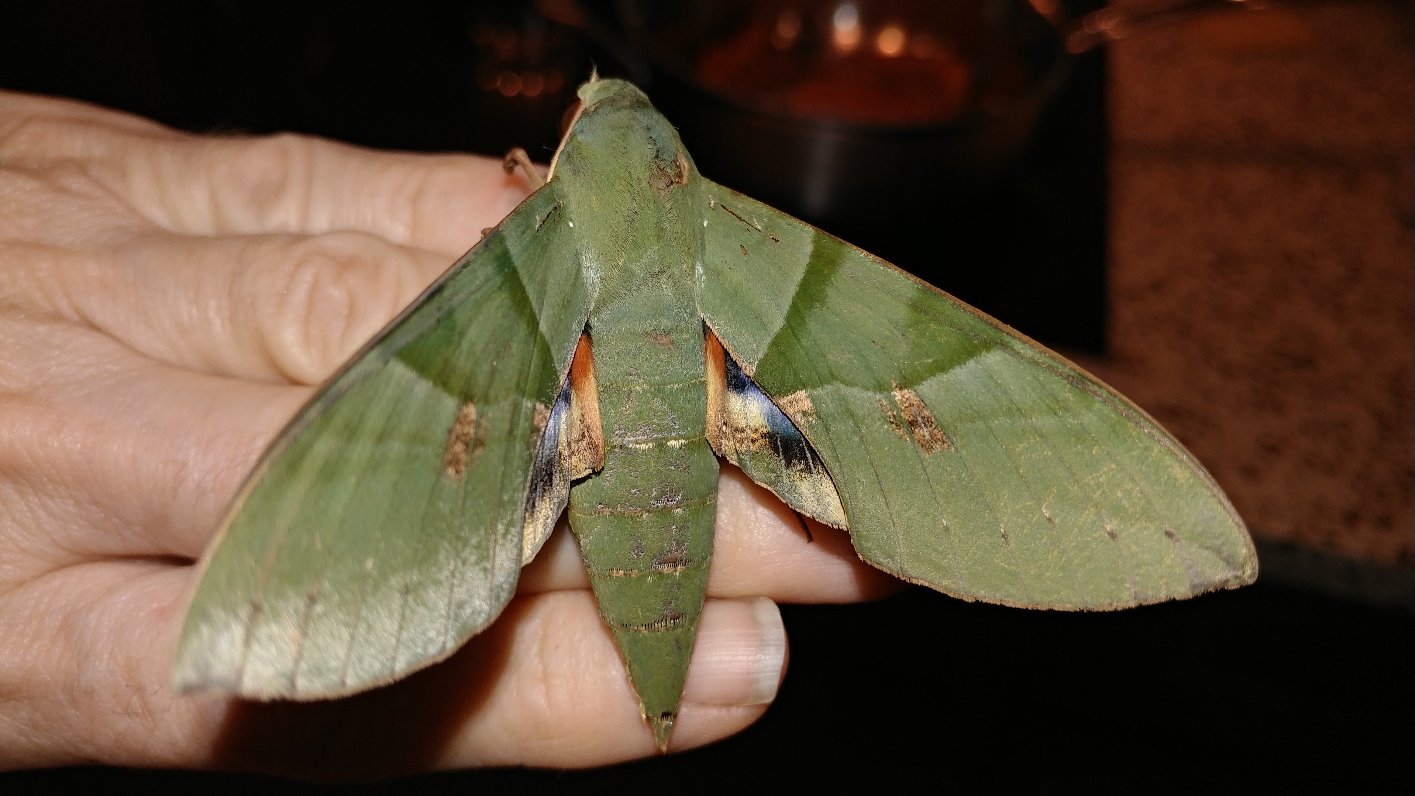 Green Sphinx Moth Wallpaper