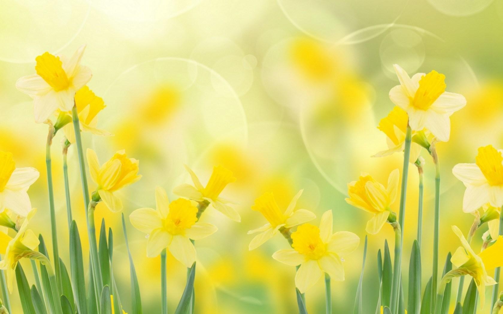 Pretty Daffodil Live Image HD Wallpaper Bsnscb