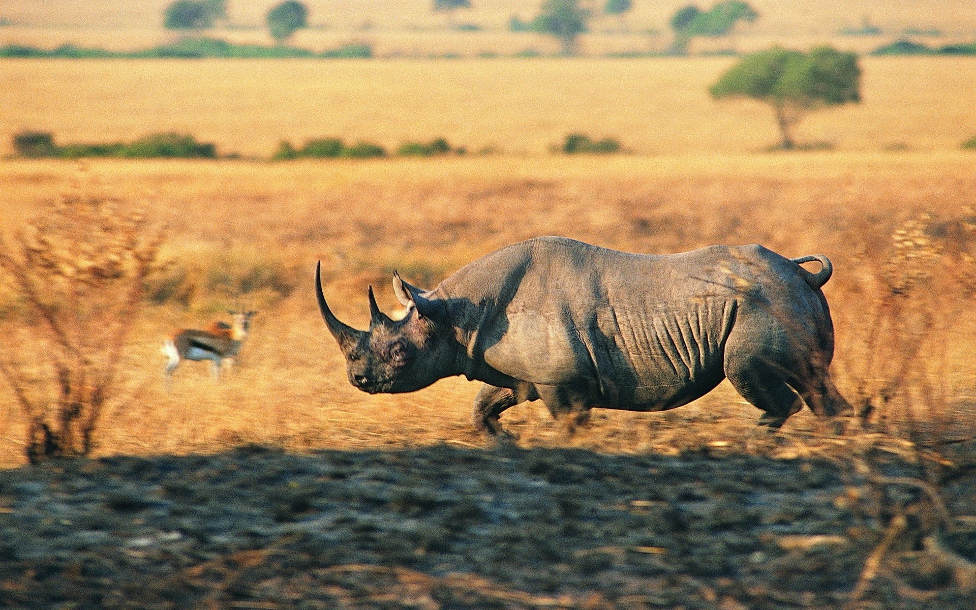 55+] Rhino Background - WallpaperSafari