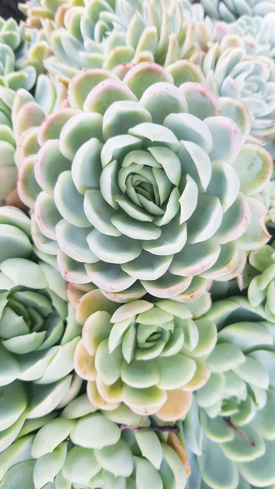Unlock The Beauty Of Your Device With This Succulent iPhone Wallpaper