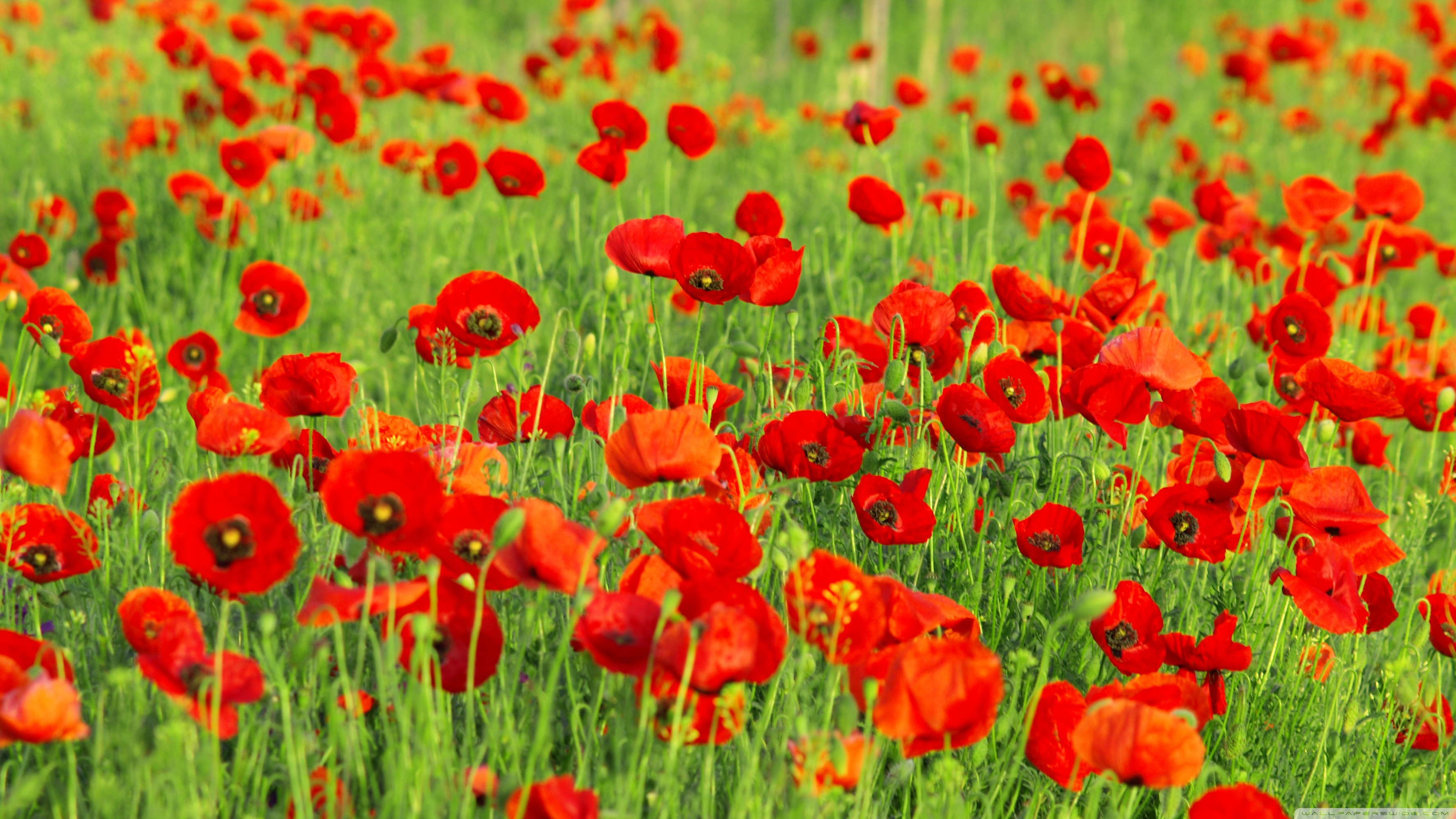 Red Poppies Field Wallpaper And Image Pictures Photos