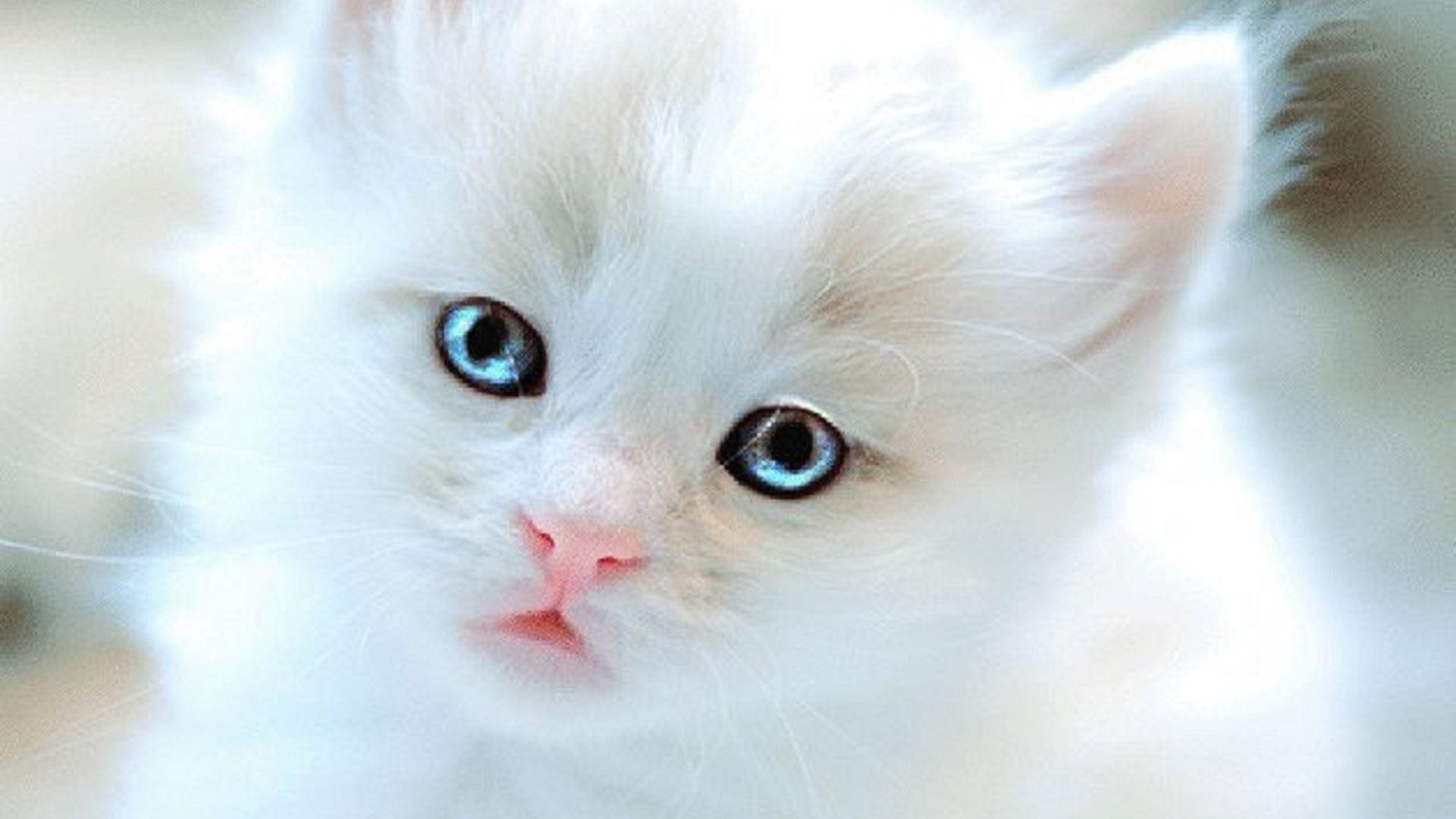A close-up of an adorable white kitten with captivating blue eyes. Its soft, fluffy fur and innocent gaze make it the perfect addition to any collection of cute kitty backgrounds