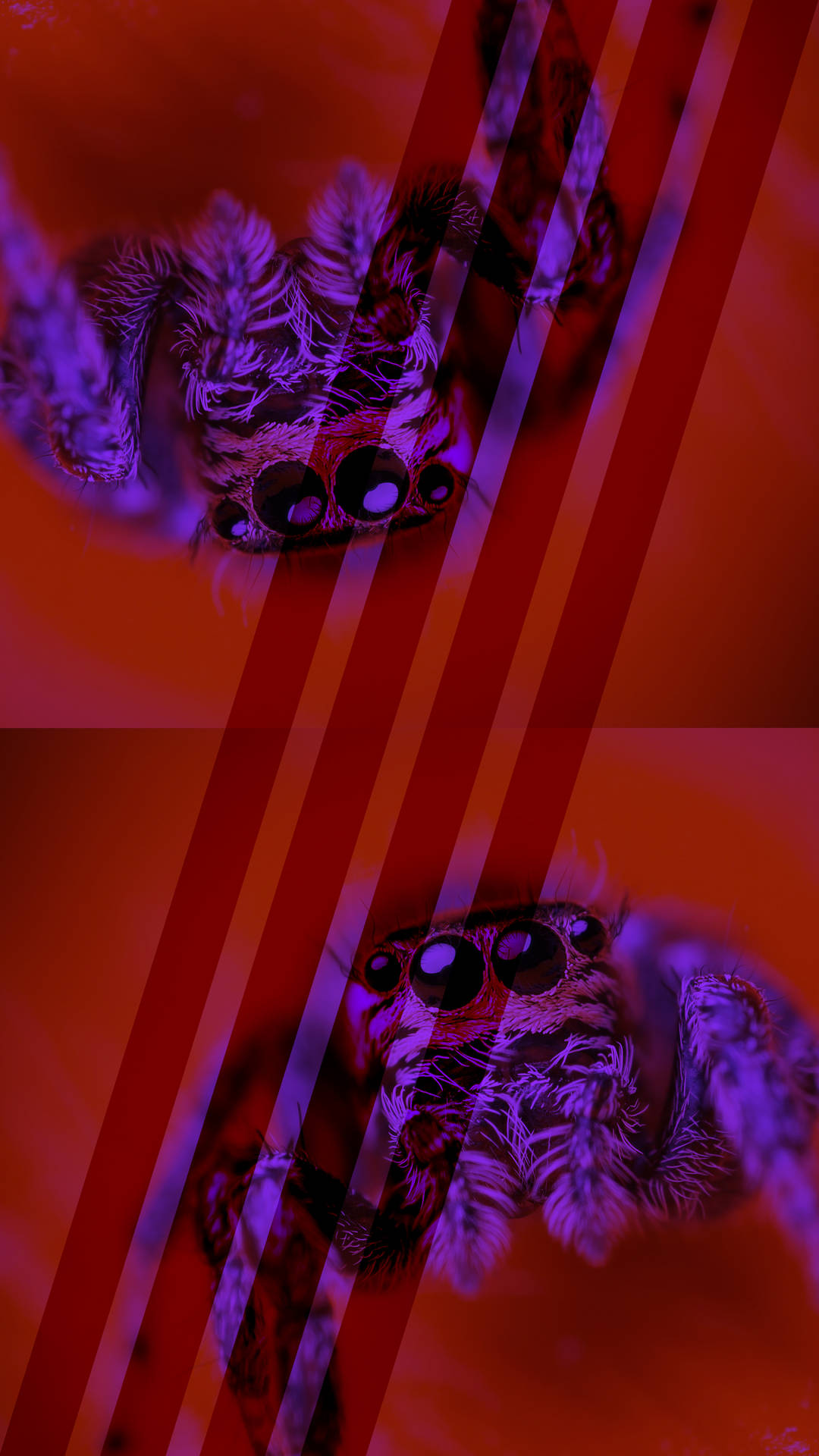 Ugly Tarantula X2r1vxg4qsx7qukh Wallpaper
