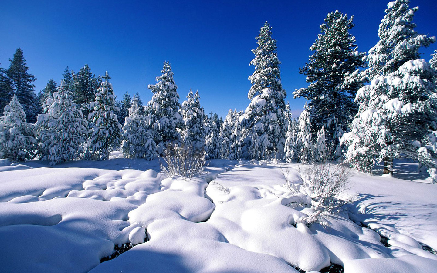 Winter wonderland Dreamy Snow Scene wallpaper 1440x900 NO8 Desktop