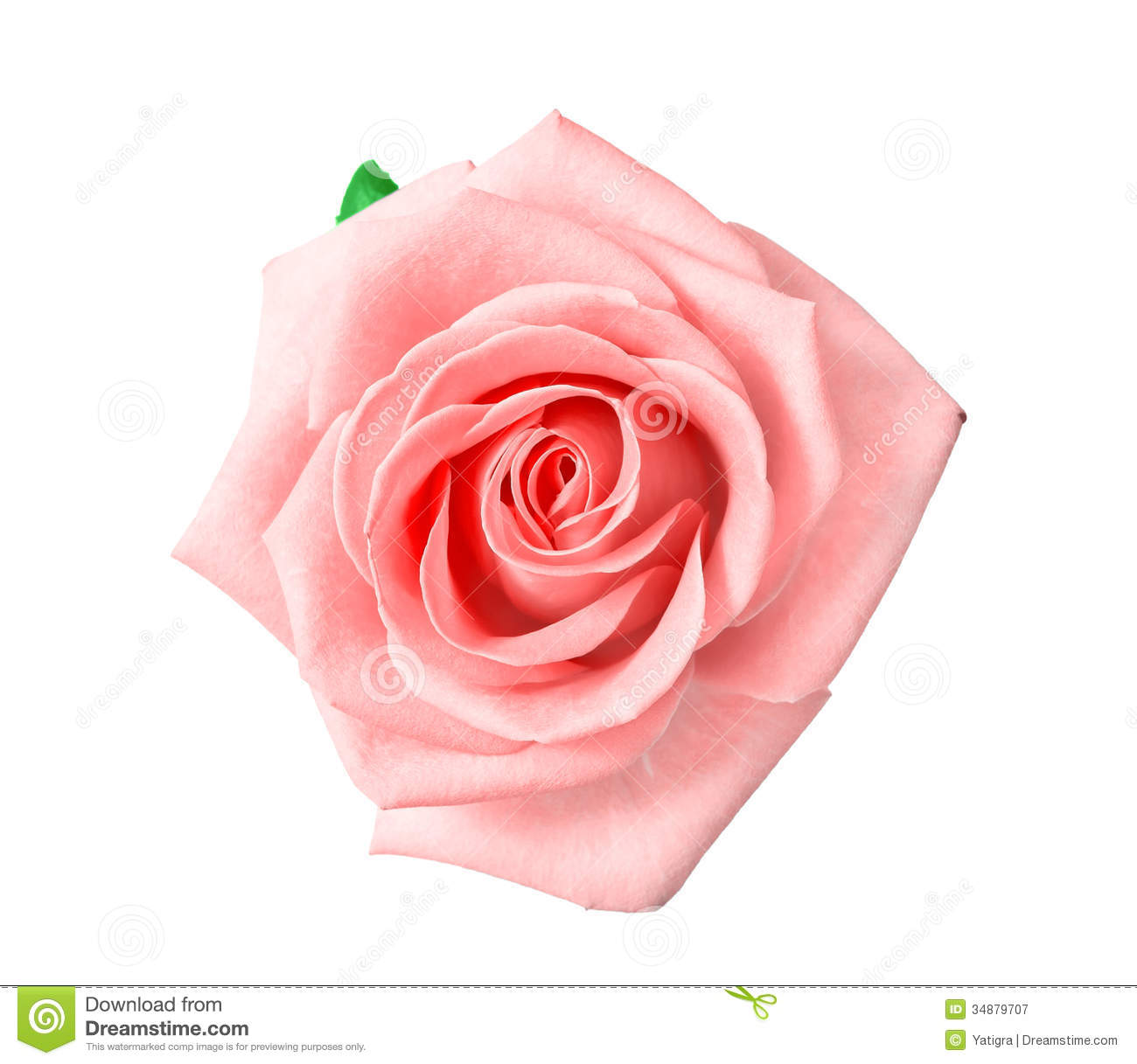 Habrumalas Pink Rose White Background Image