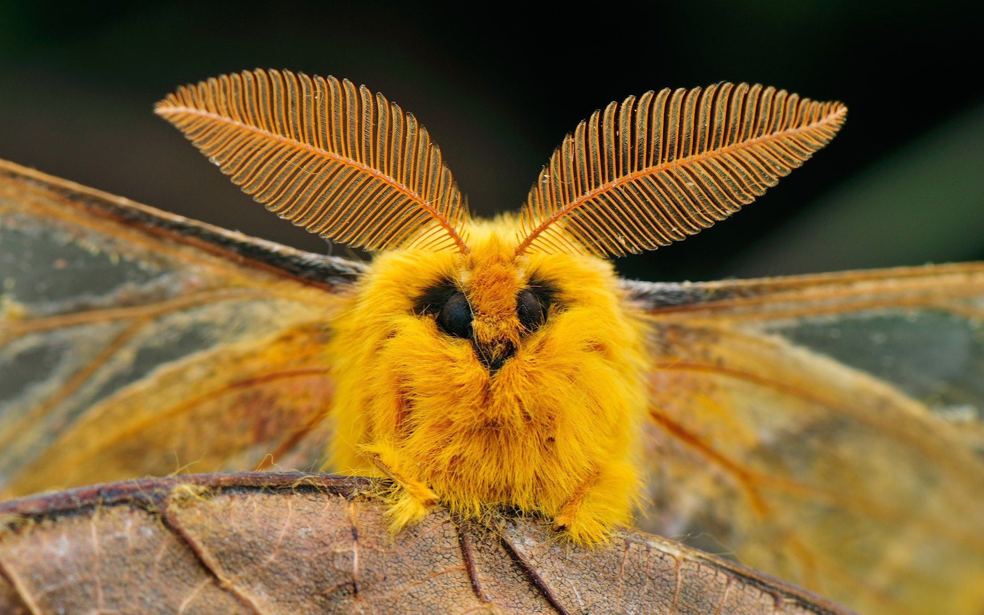 45 Fluffy Moth Wallpapers   Download at WallpaperBro 1920x1200