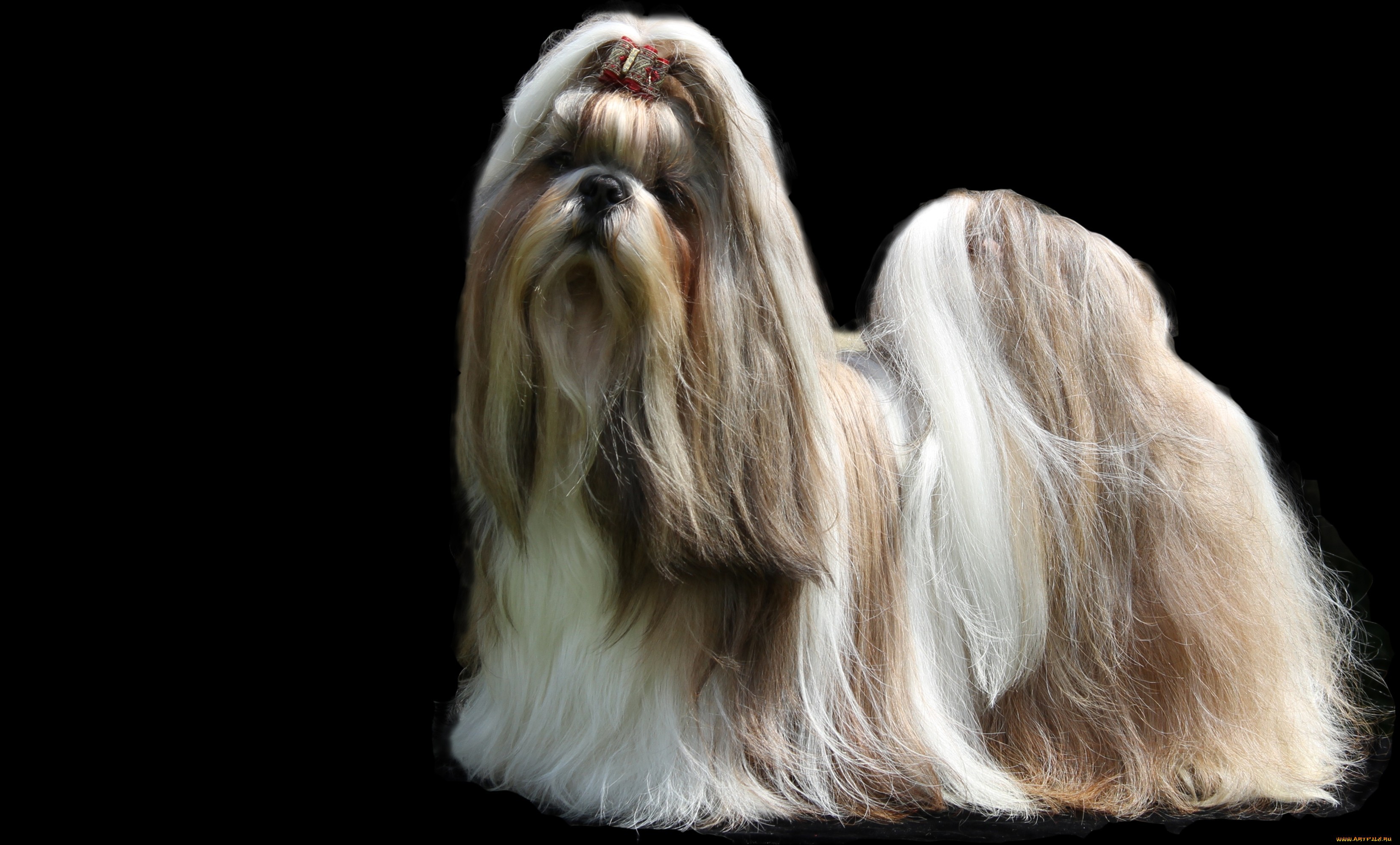 Shih Tzu dogs with long hair wallpapers and images