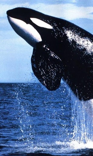 orca wallpaper for iphone