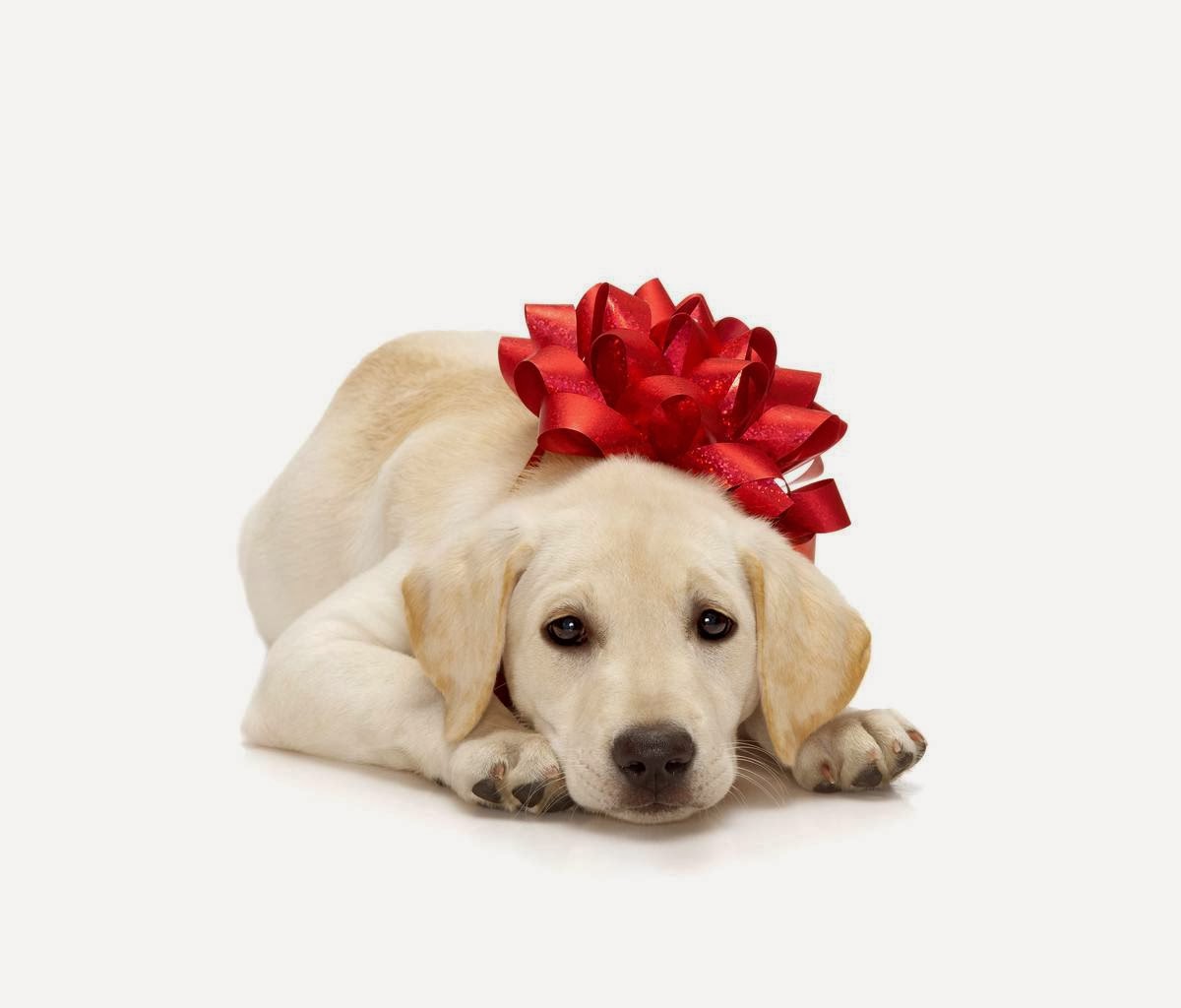 My Christmas Gift For Dog Lovers Wallpaper Your Desktop Tablet