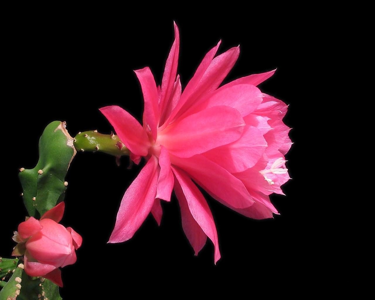 Wallpaper Cactus Flowering Profile Background HD
