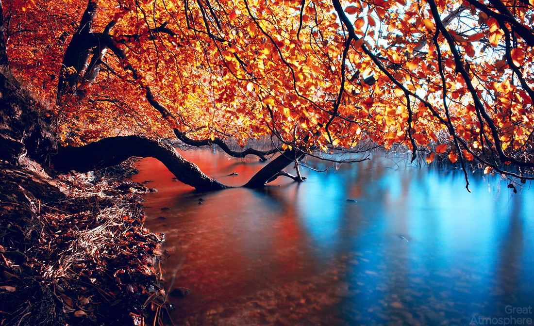 Great Atmosphere Tree With Yellow Leaves Beautiful Colors