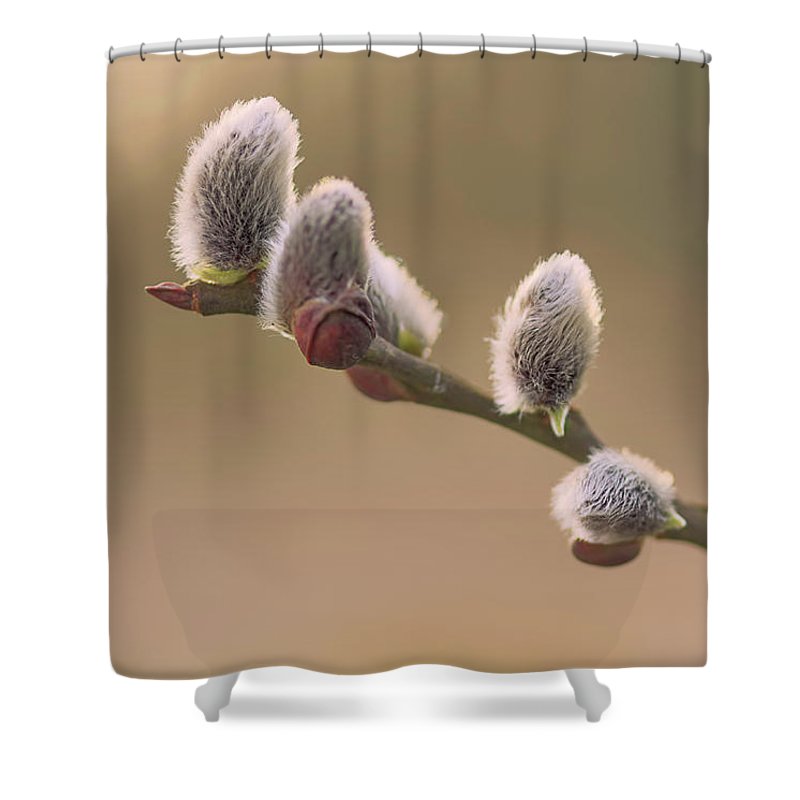 Willow Tree Shower Curtain By Sasha Samardzija
