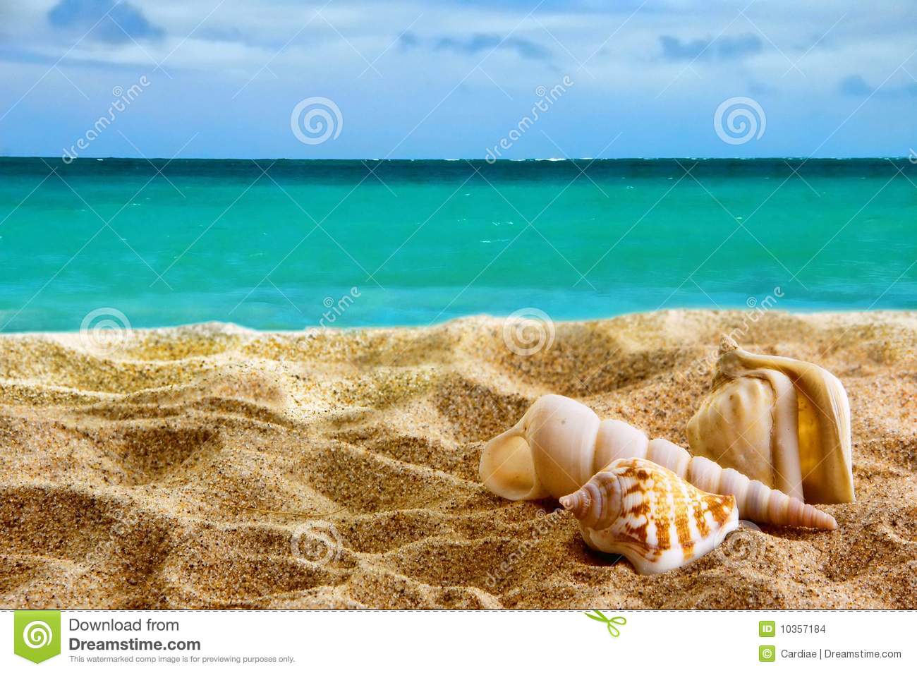 Sea Shells On Beach Seashells The