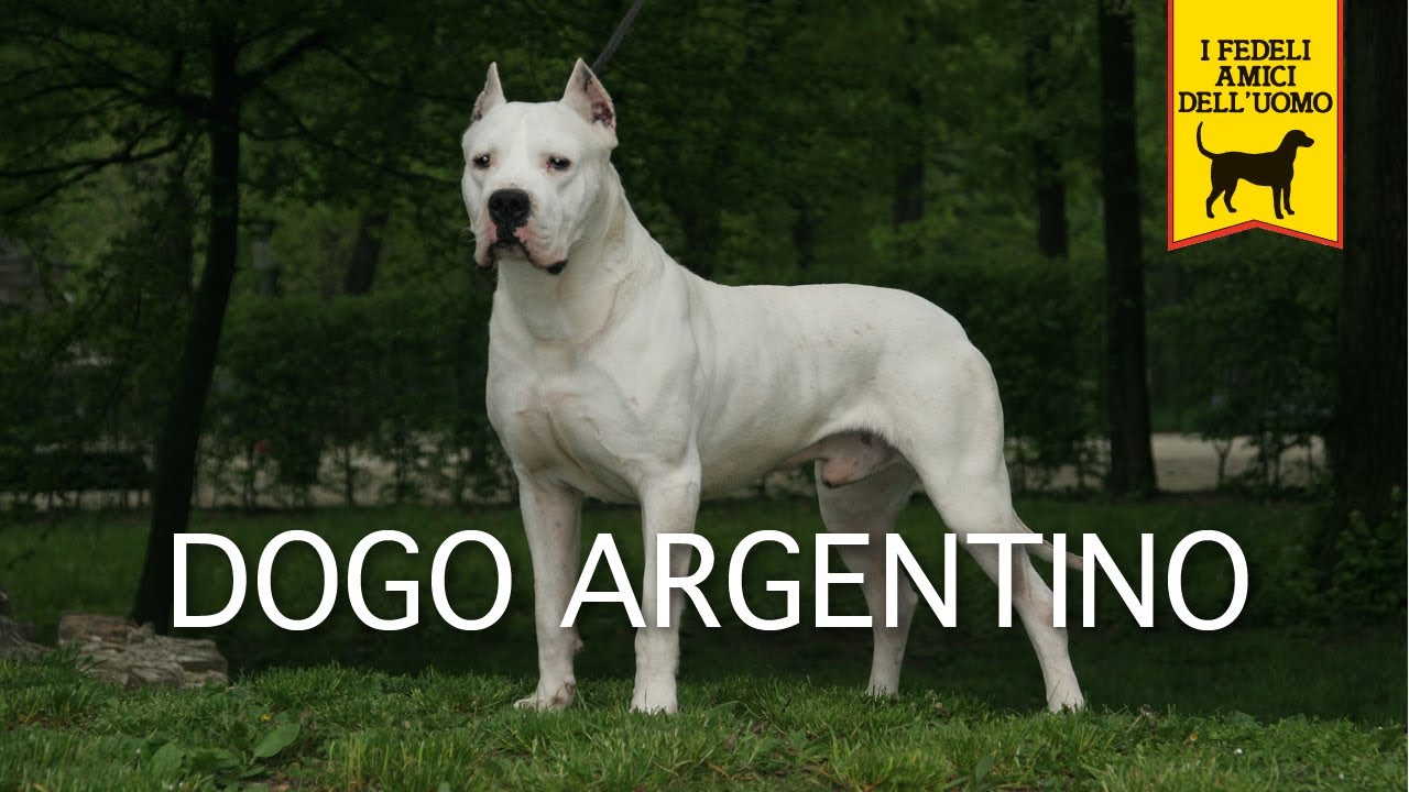 Dogo Argentino Wallpaper