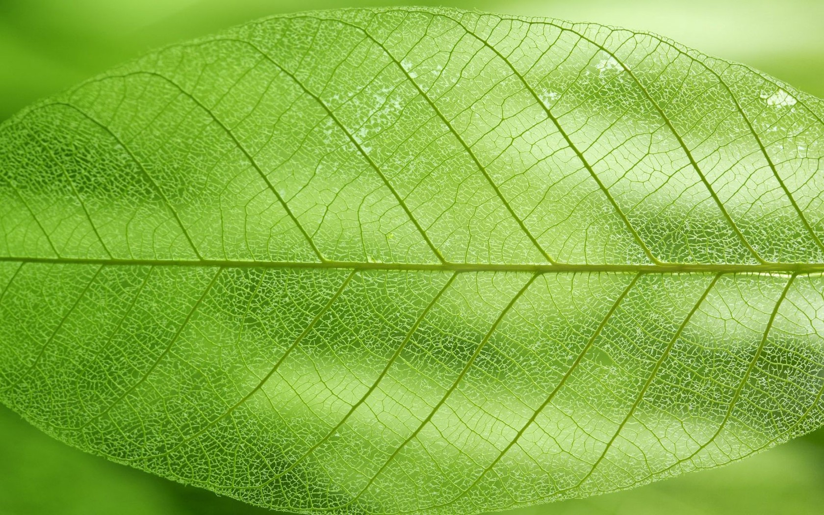 Green Leaf Wallpaper