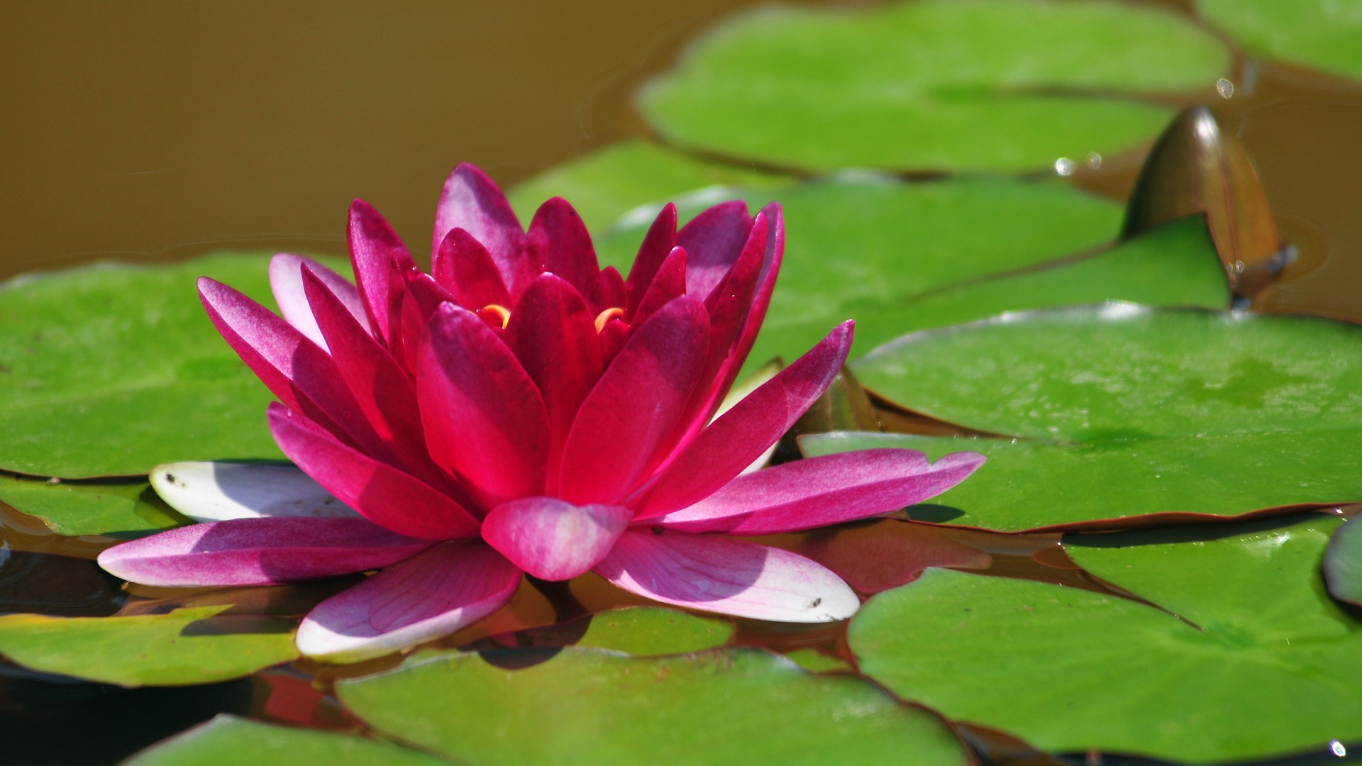 🔥 [44+] Lotus HD Wallpapers | WallpaperSafari