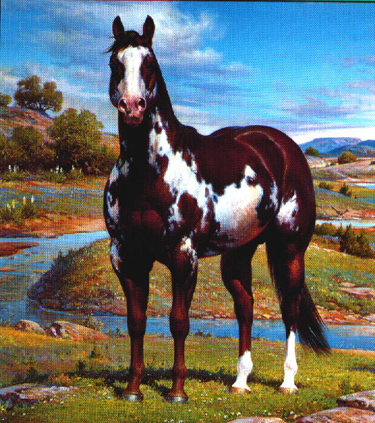 Overo Paint Horses From Votes