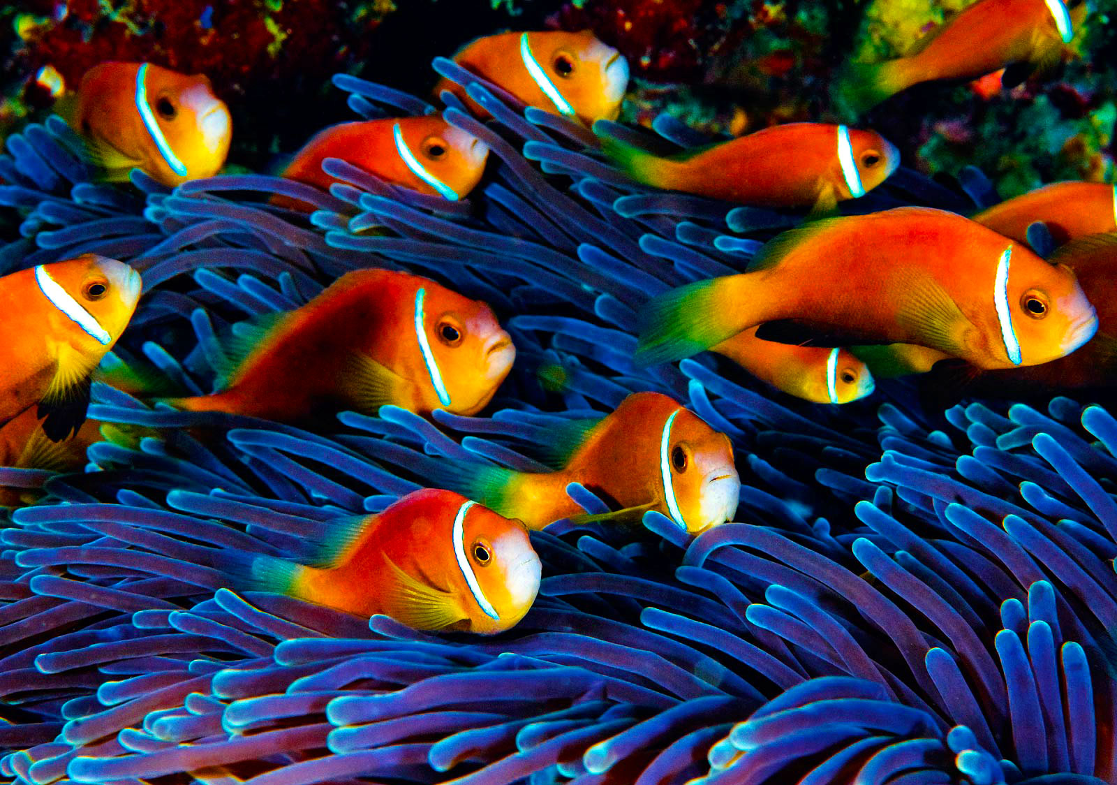 Displaying Image For School Of Tropical Fish Wallpaper