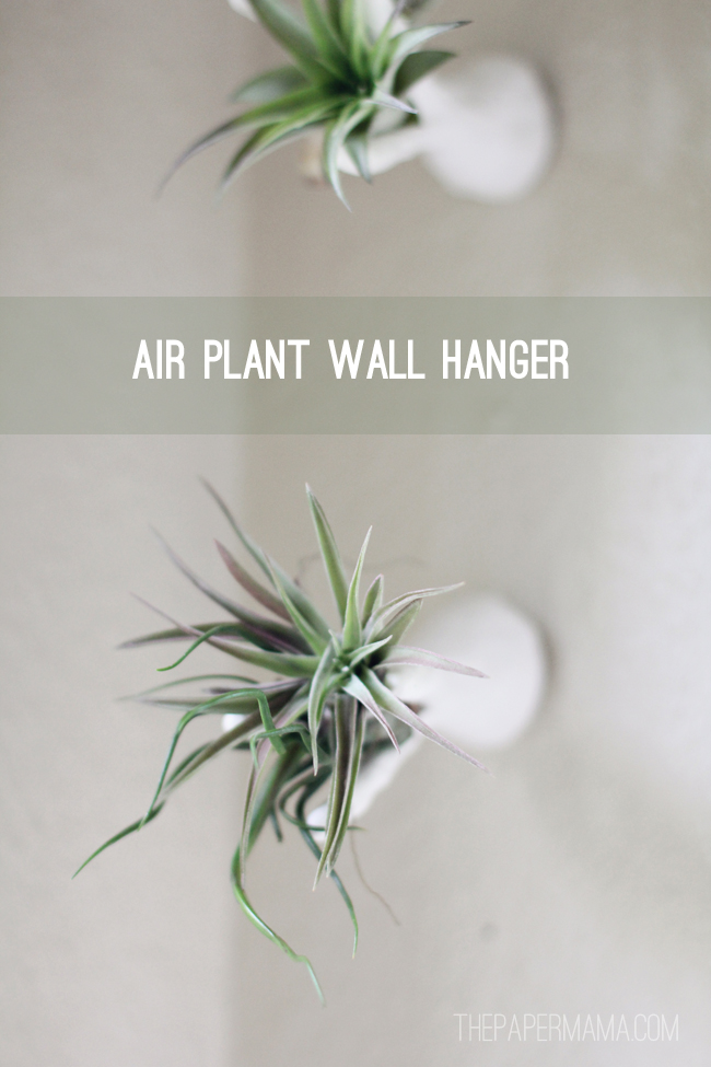Free download DIY Air Plant Wall Hanger [650x975] for