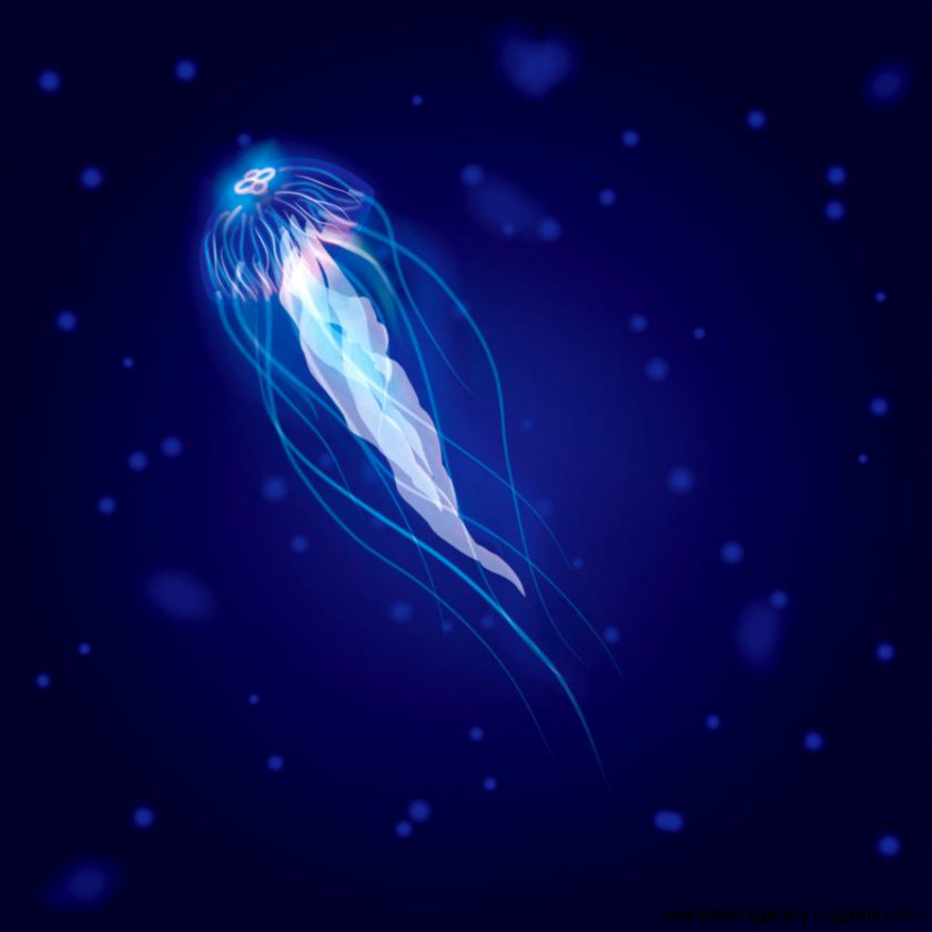 Real Glowing Jellyfish Wallpaper Gallery