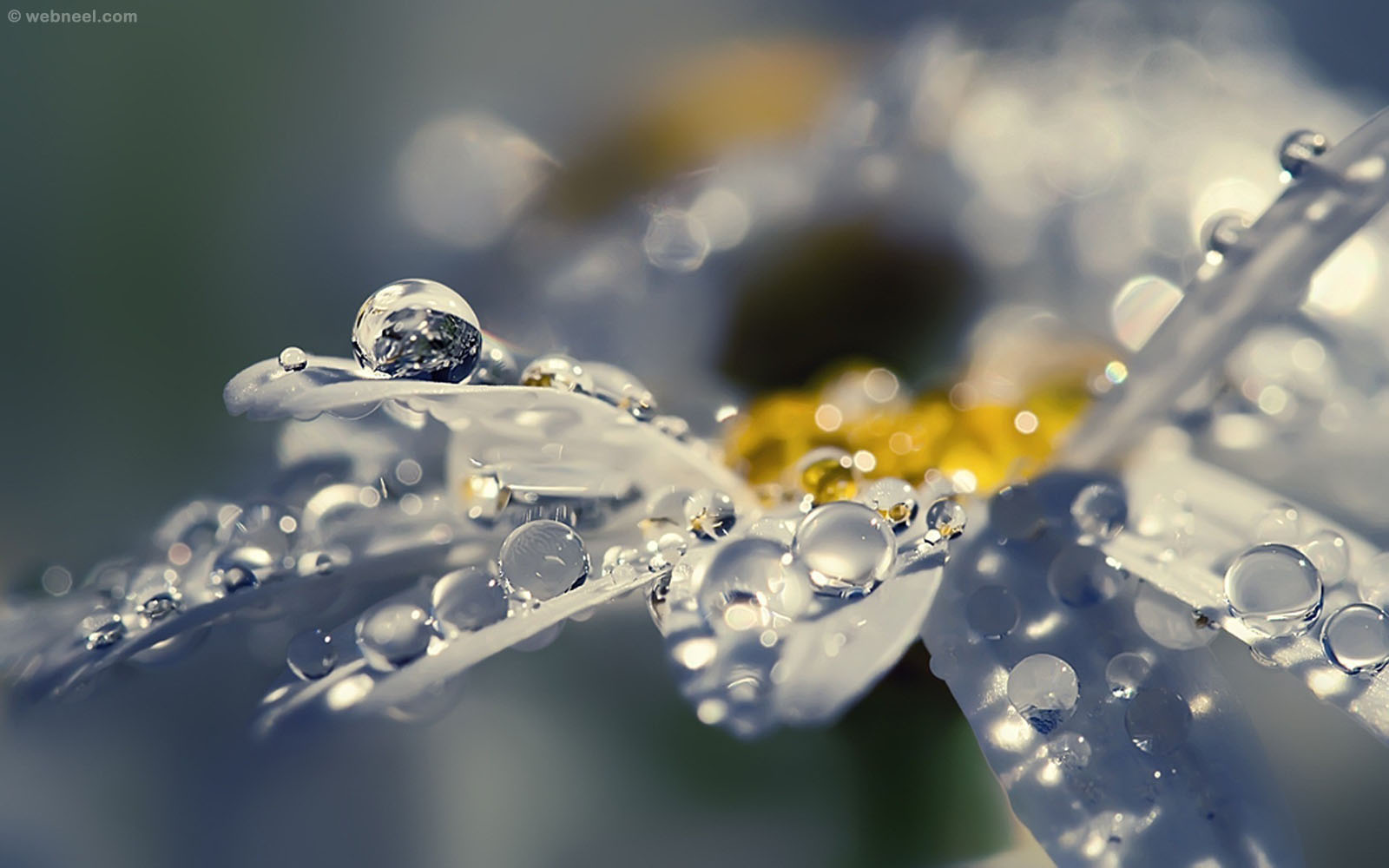Beautiful Rain Wallpaper For Your Desktop Mobile And Tablet