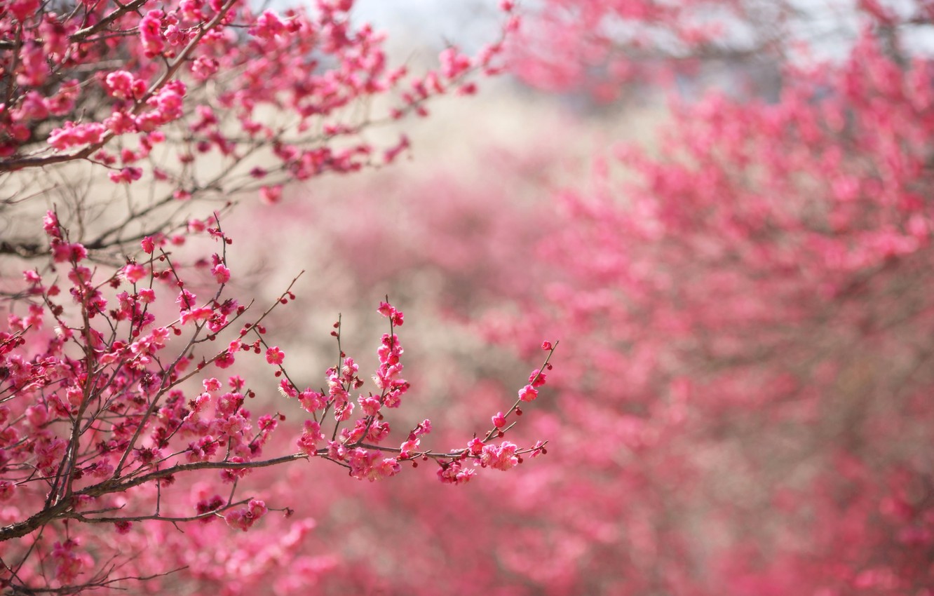 Wallpaper Flowers Branches Nature Background Pink Focus