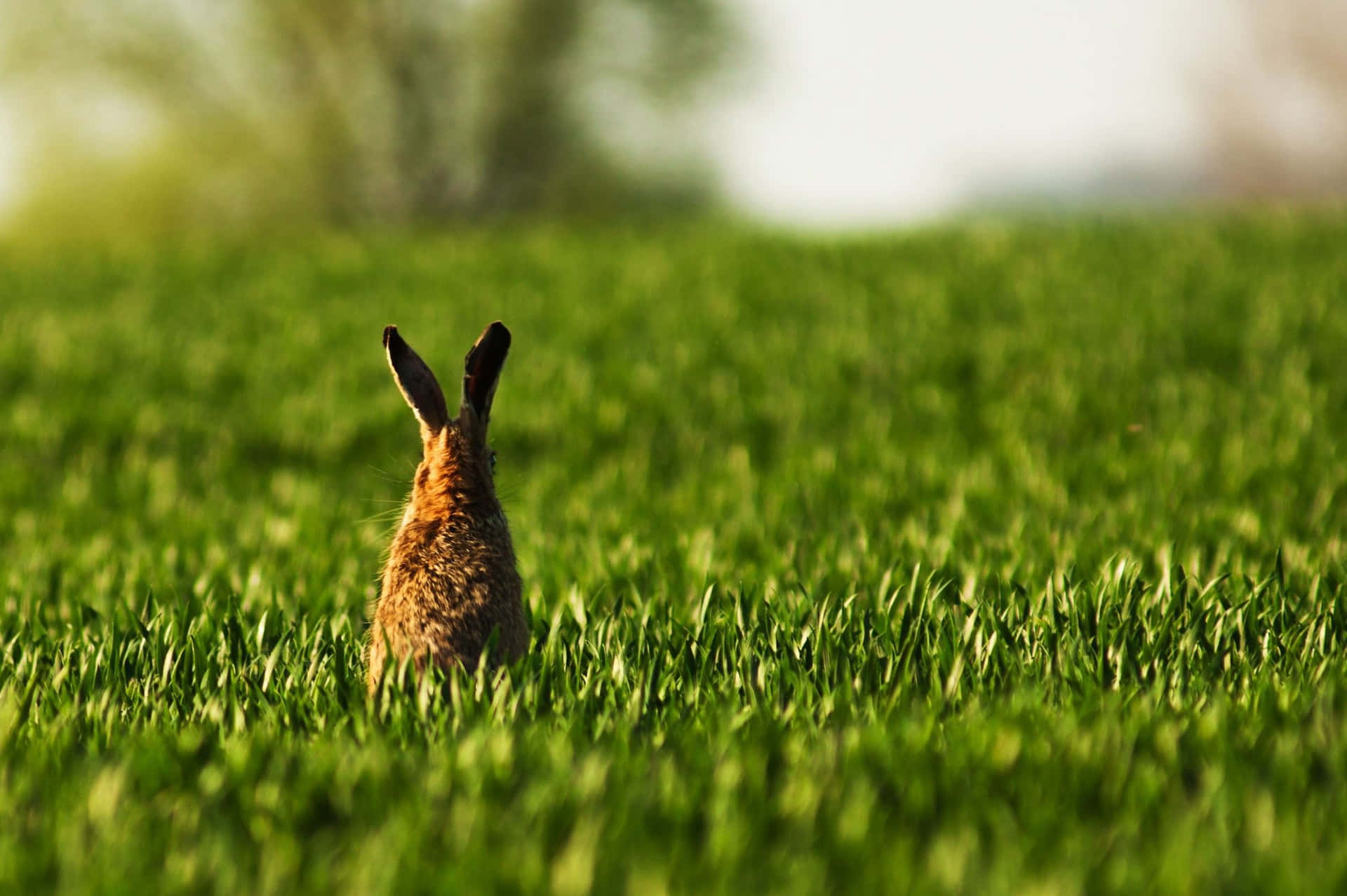 Animal Planet Background Wallpaper