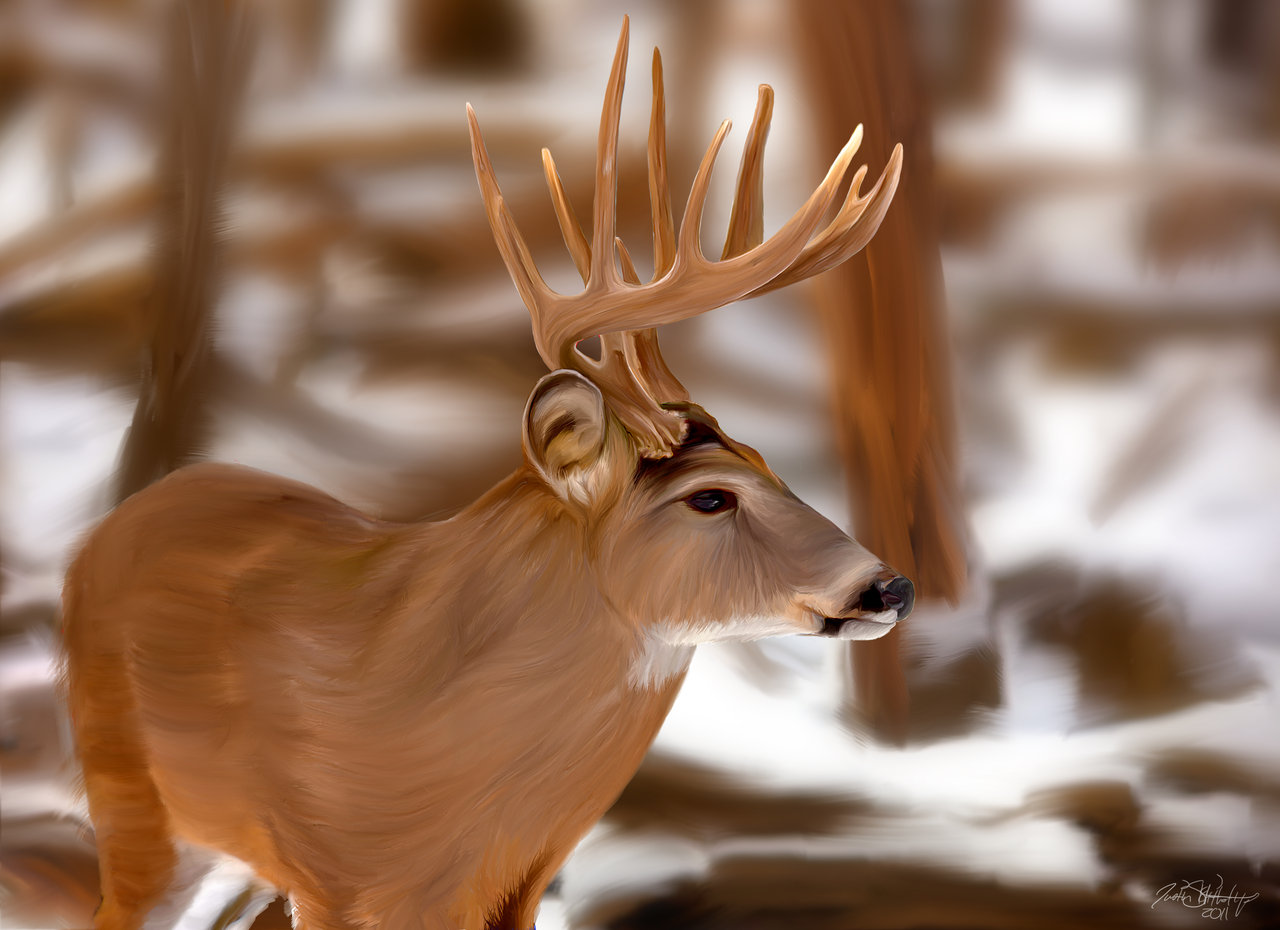 Go Back Image For Whitetail Deer Painting Wallpaper