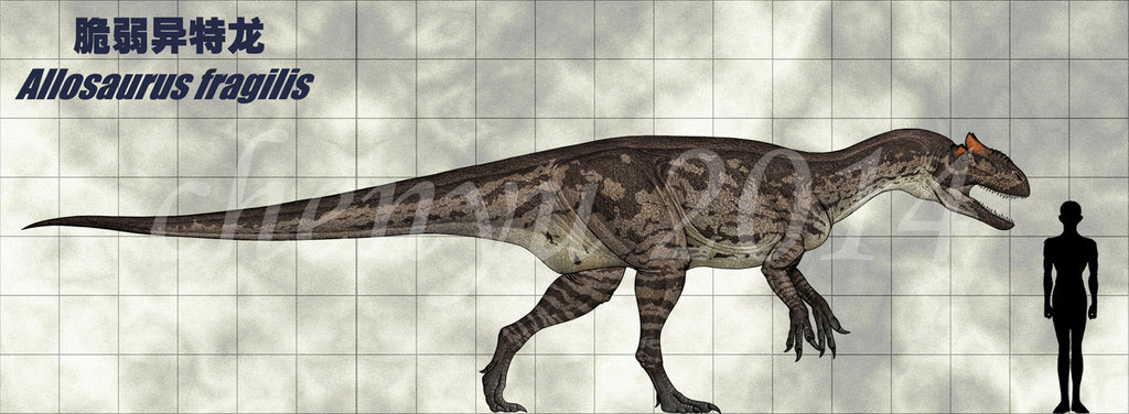 Allosaurus Fragilis By Sinammonite