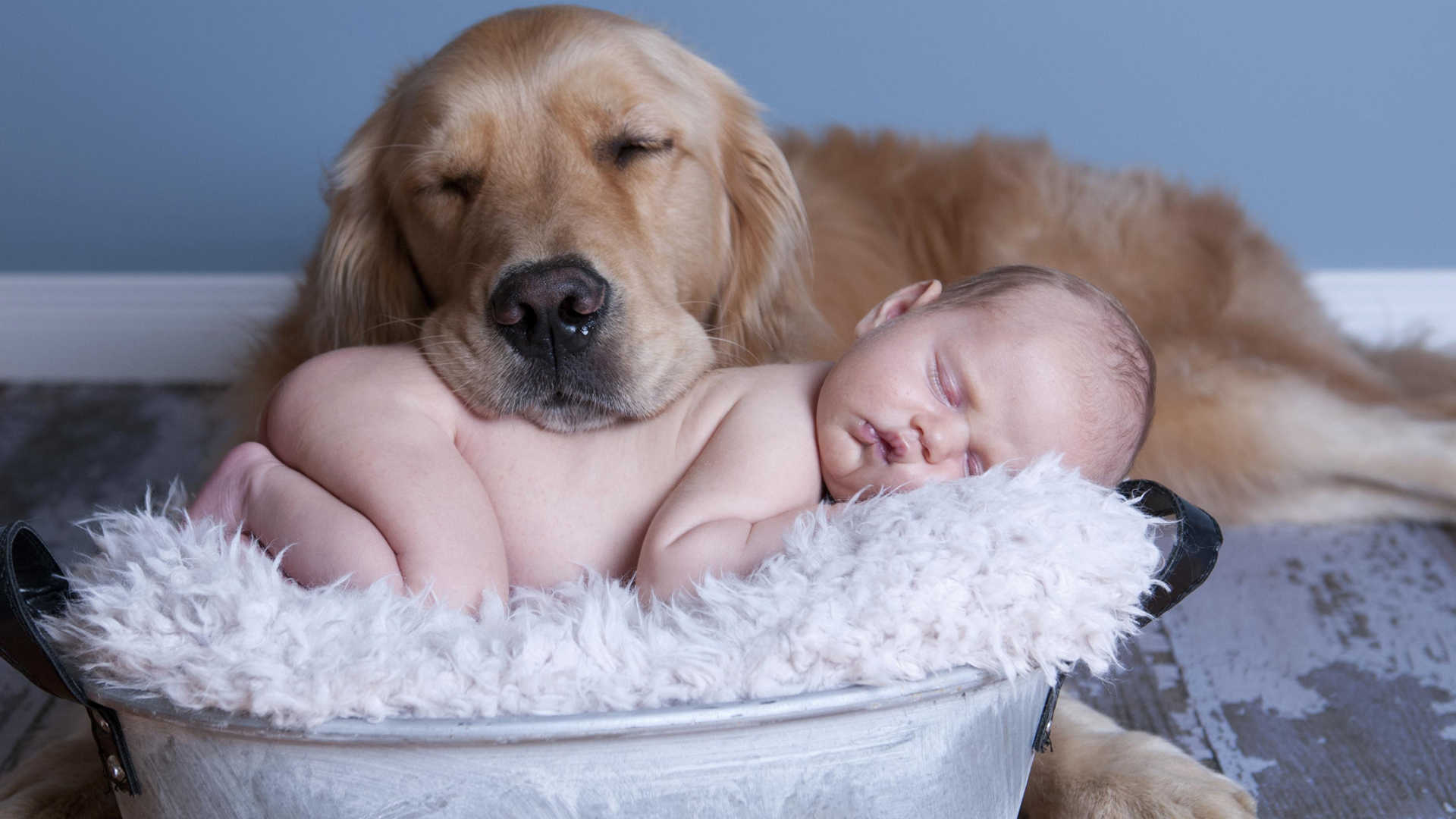 Wallpaper Baby Sleep With Golden Retriever Puppies HD