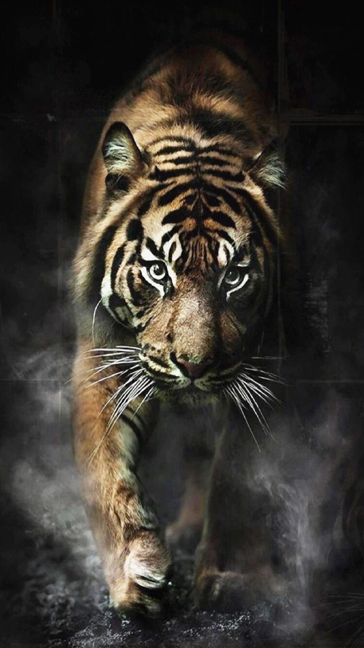 Tiger Wild Cat Wallpaper