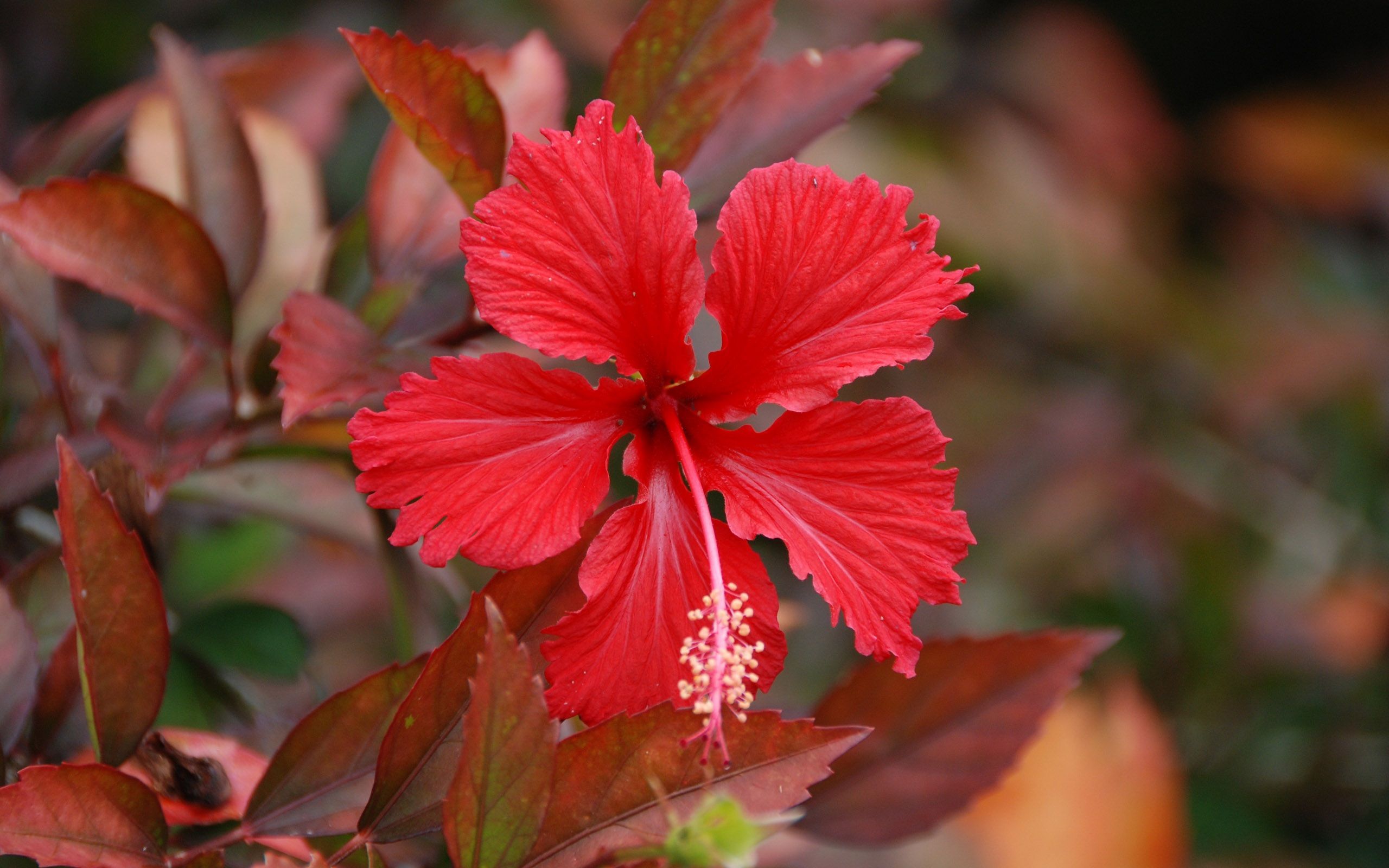 Red Hibiscus Flower HD Widescreen Wallpaper Chromotherapy