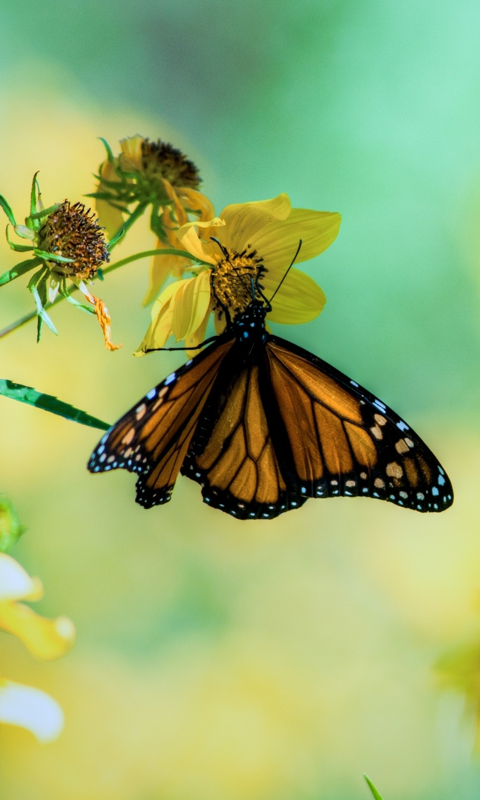 Monarch Butterflies HD Wallpaper Live For Android