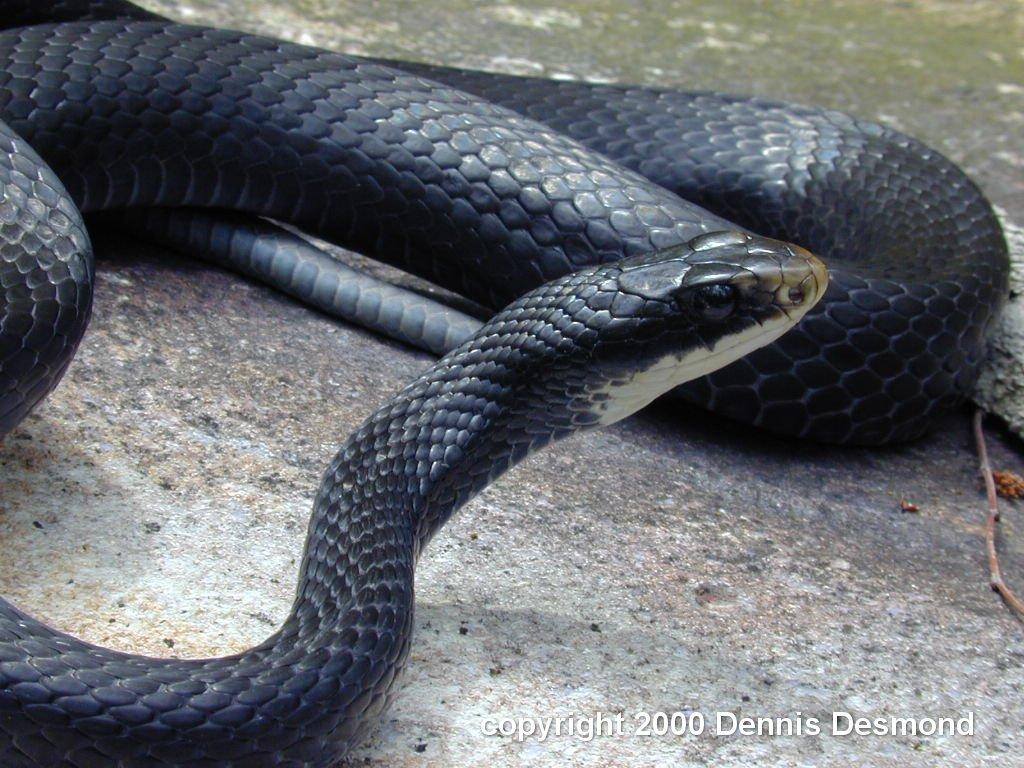 Black Snake Pictures HD Wallpaper In Animals Imageci