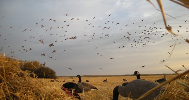 Saskatchewan Waterfowl Hunting Outfitters Guides Guided