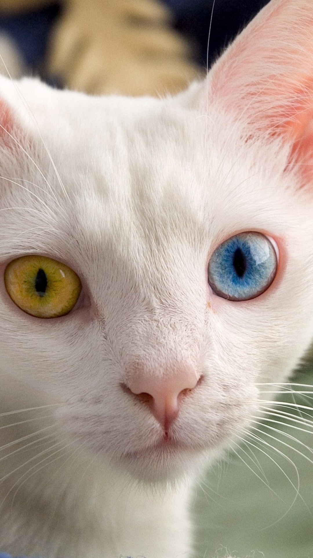 Heterochromia Different Eyes Color Light Cat Wallpaper Background