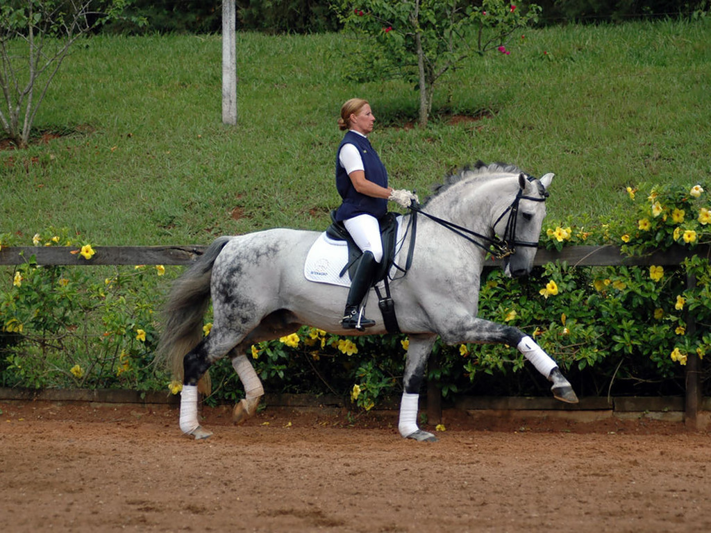 Dressage Lusitano Wallpaper