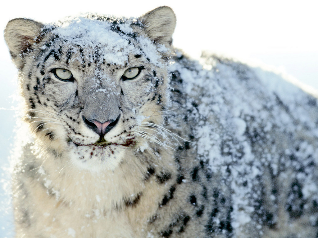 Mac Snow Leopard Wallpaper Pack Os X