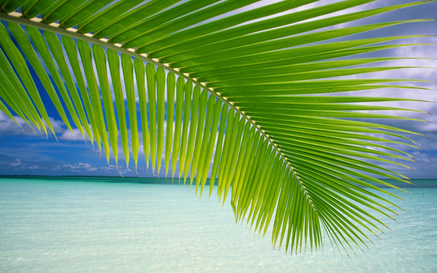 Download Windows 8 Background Beach Palm Leaf Windows 8 Wallpaper x