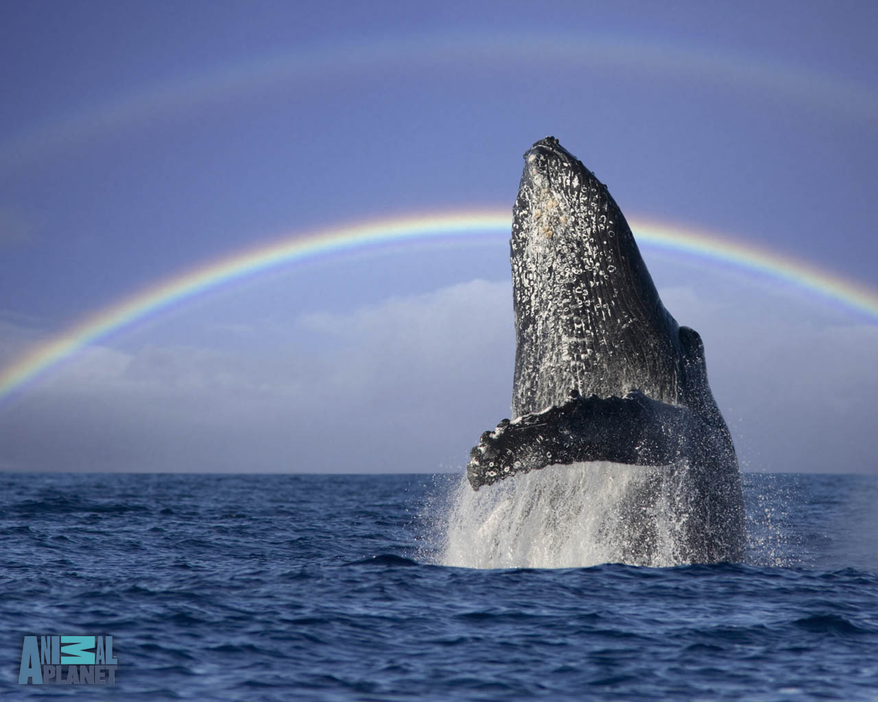 Whale Humpback Whales Wallpaper