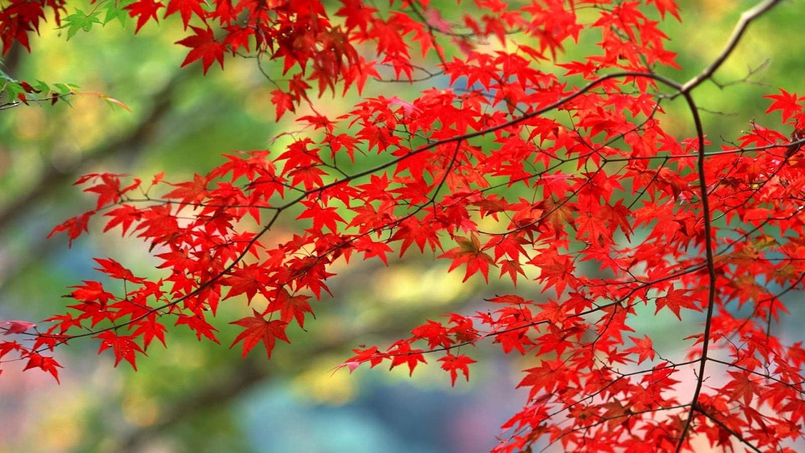 Red Autumn Leaves Wallpaper