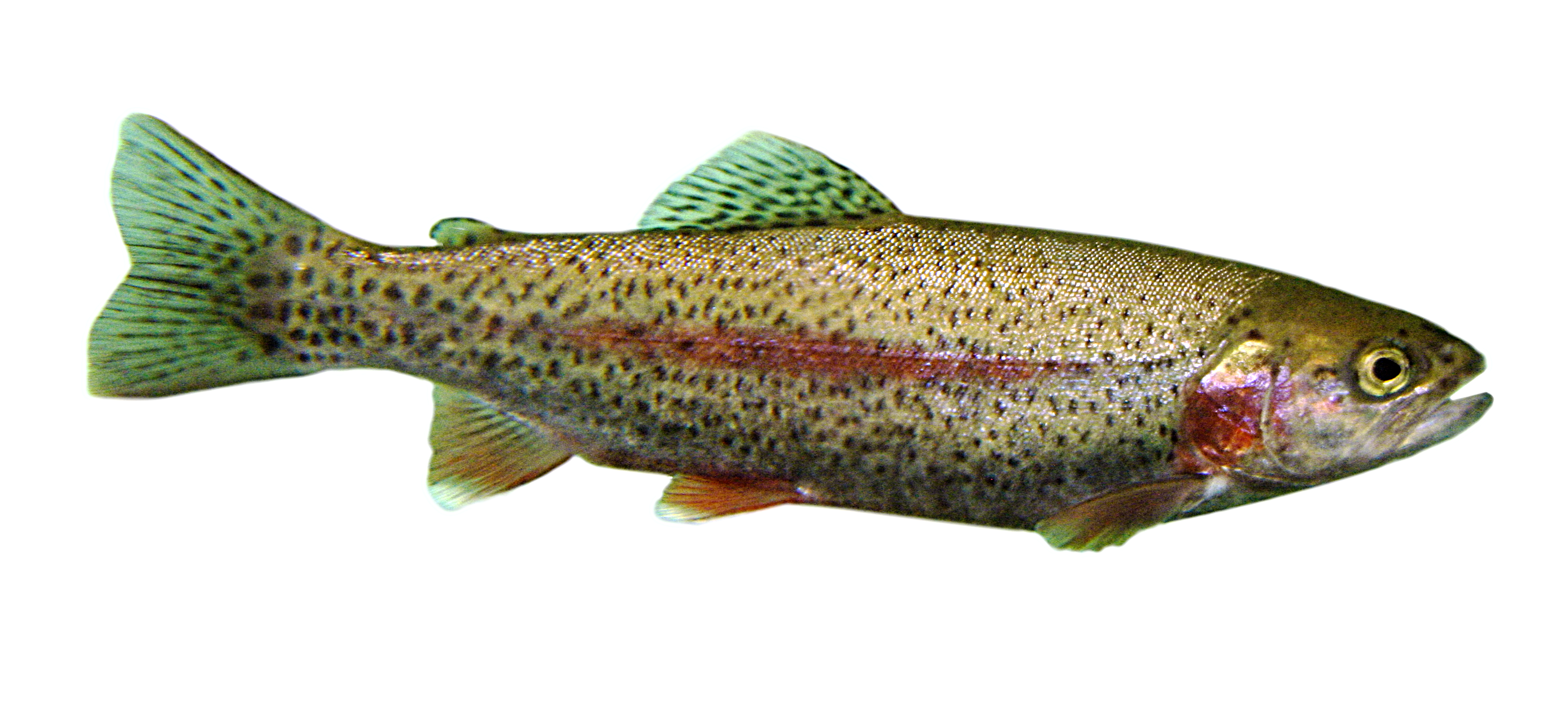 File Trout Jpg Simple English Wikipedia The Encyclopedia