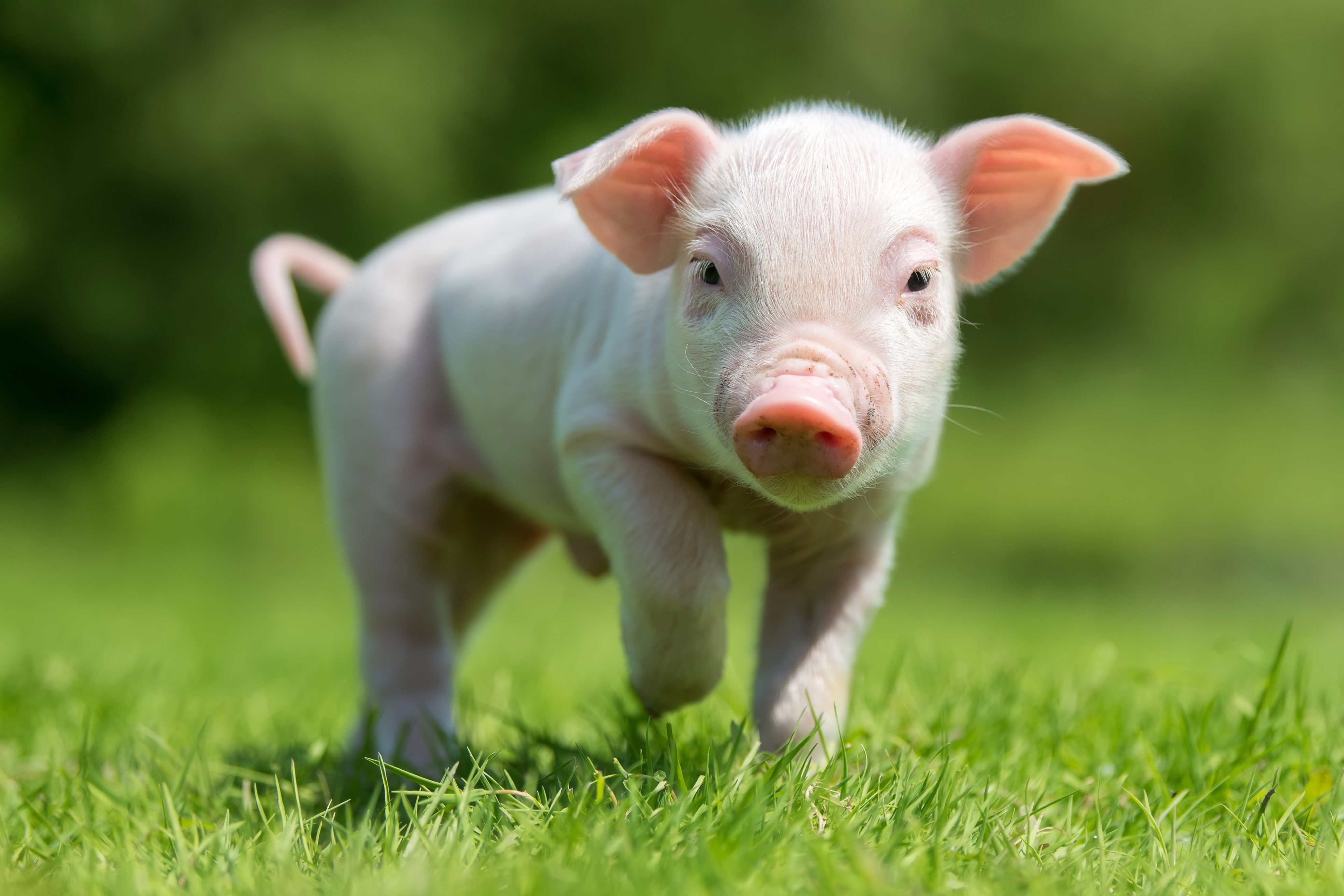 Piglet Baby Animal Pig 4k Ultra HD Wallpaper