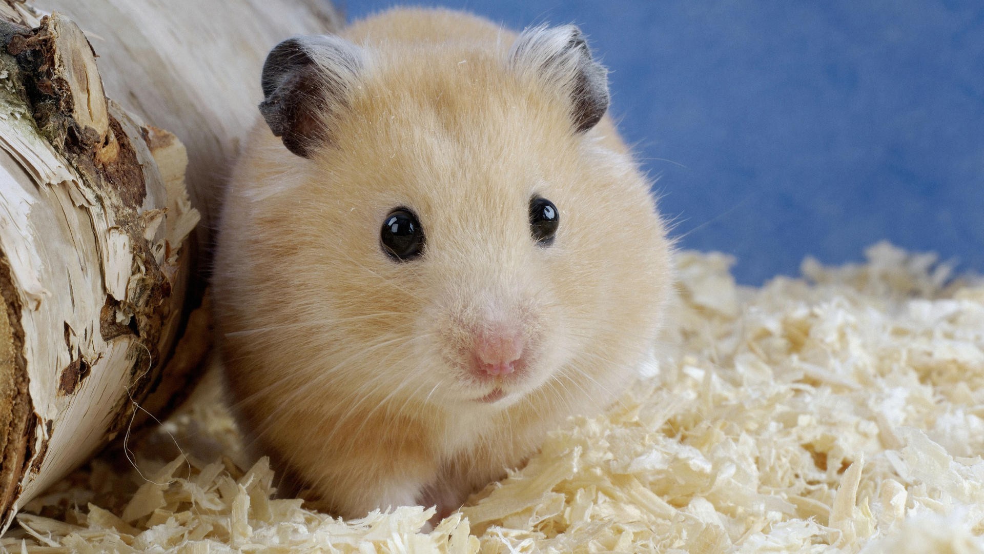 Cute Hamster Wallpaper Desktop