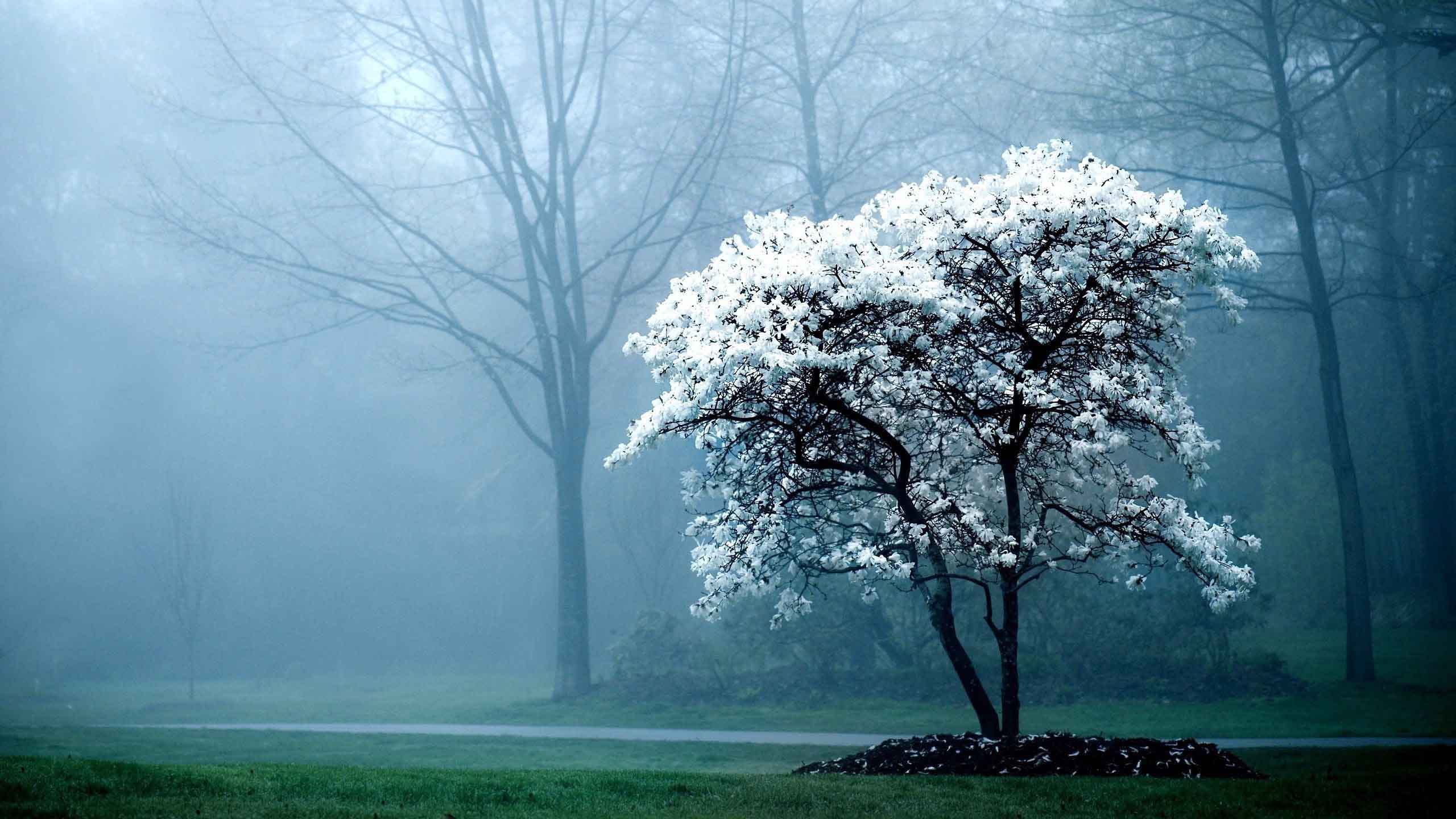 Photography White Magnolia Tree Cool Wallpaper