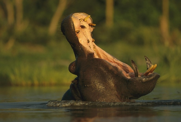 Wallpaper hippopotamus behemoth river horse jaws canine fusk 590x400