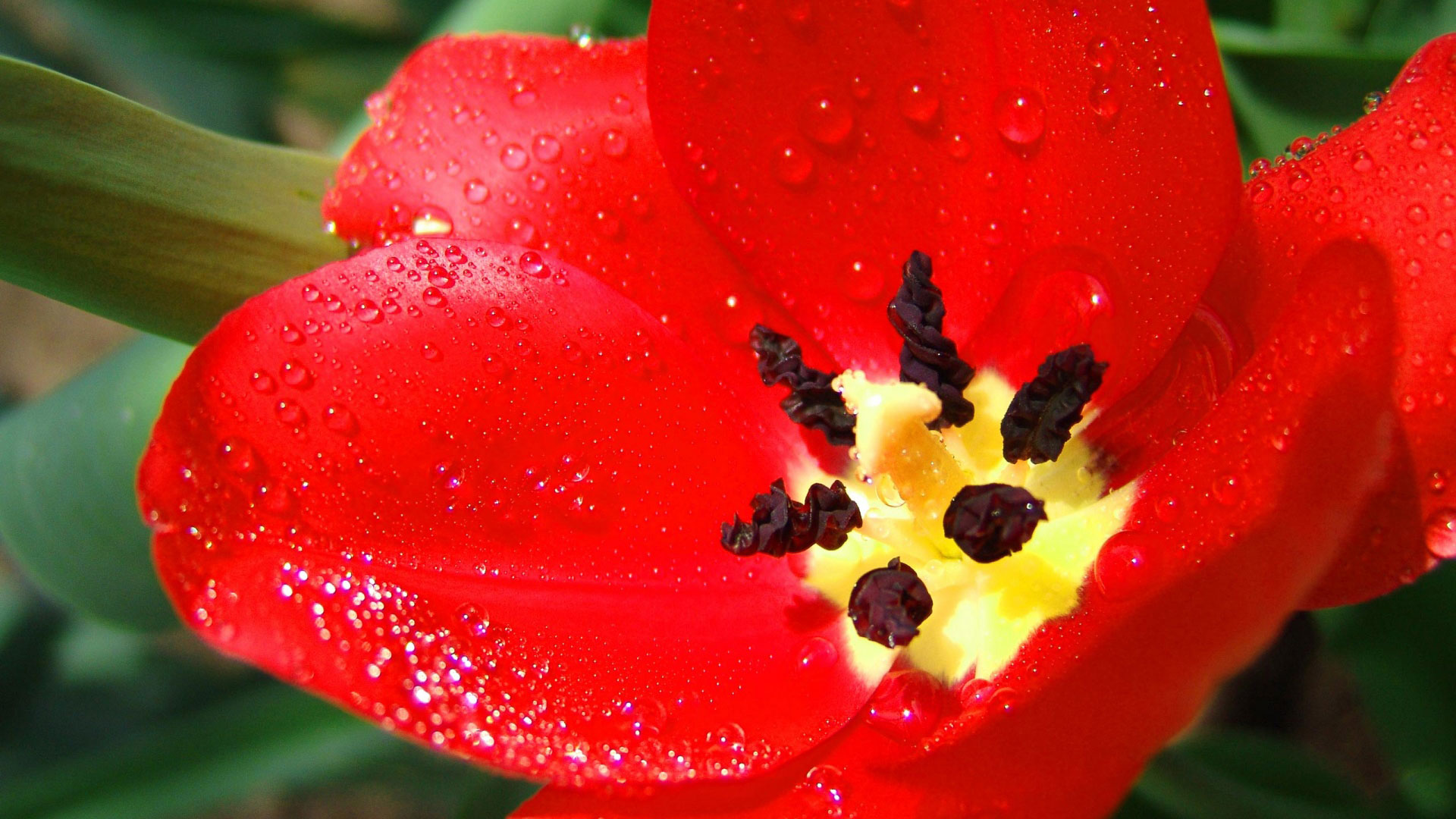 Ultra Red Flower Wallpaper HD